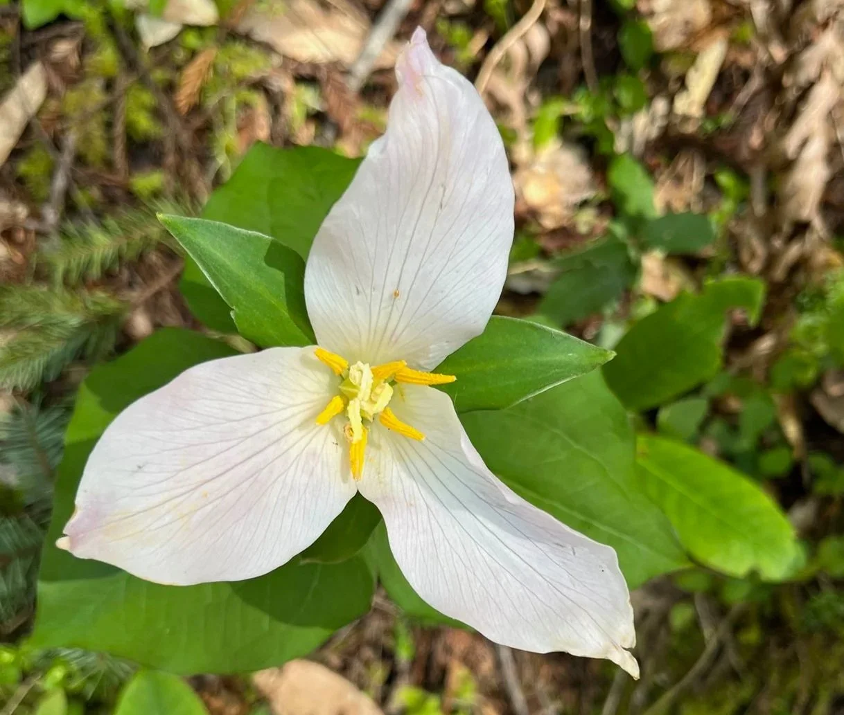 Redwoods National Park