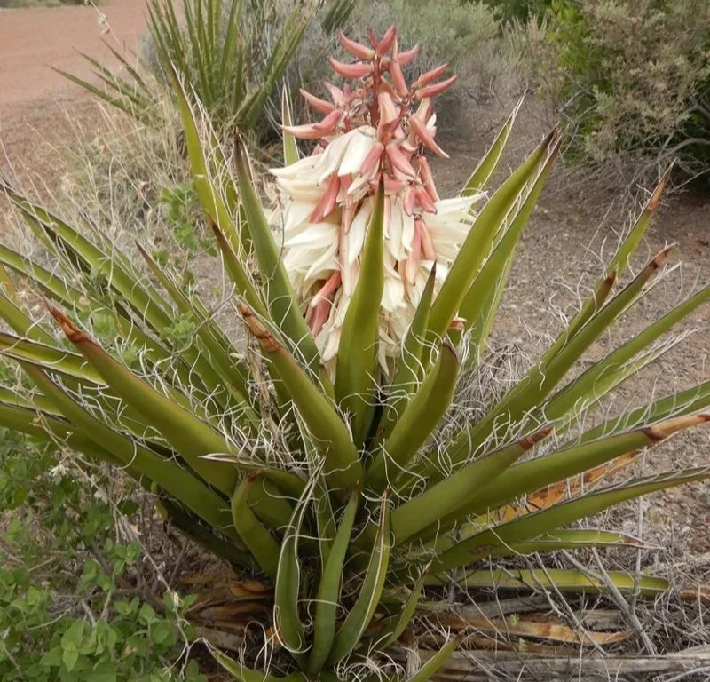 Petrified Forest National Park