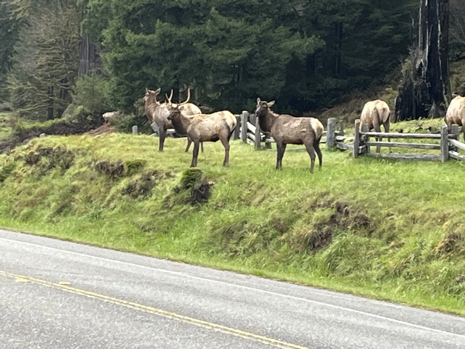 Redwoods National Park