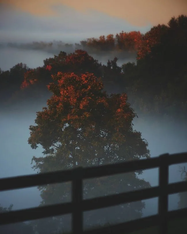 A foggy morning landscape with trees displaying fall colors and a wooden fence in the foreground.