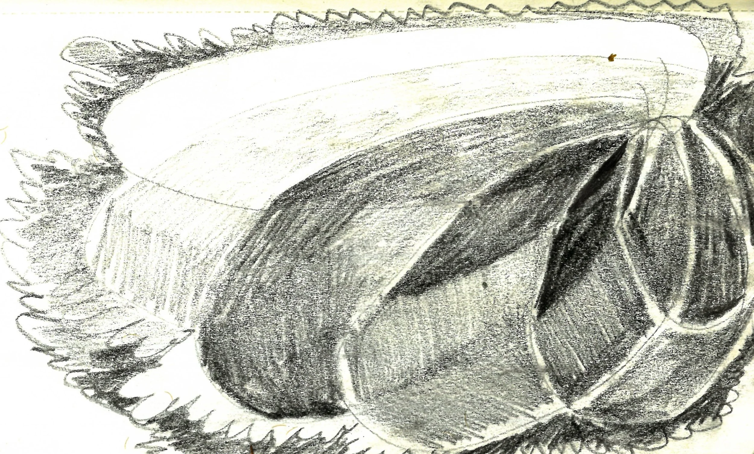 Field 3 copy.jpg