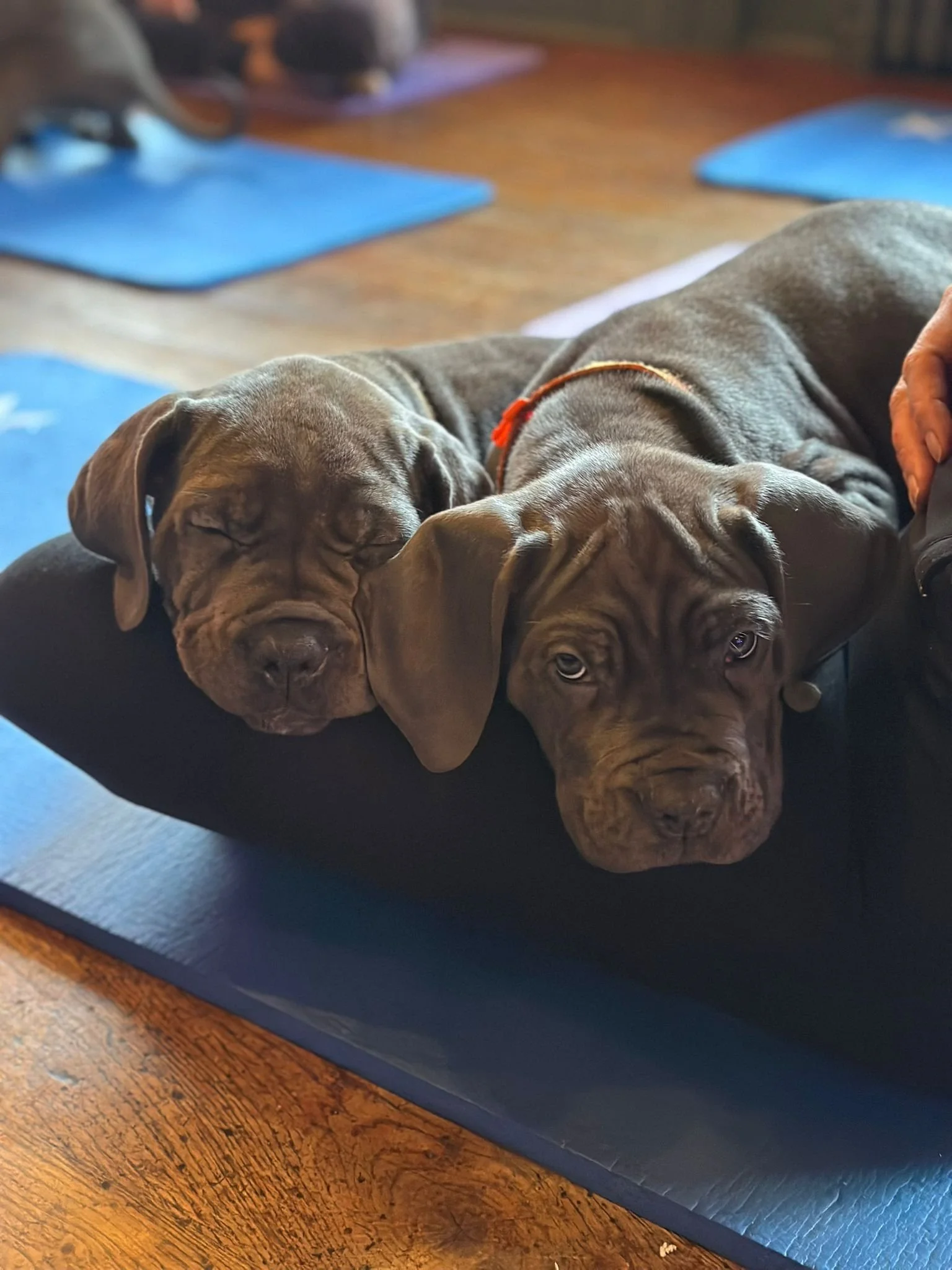 Two grey puppies resting with their heads on a person's leg, sitting on a blue yoga mat.
