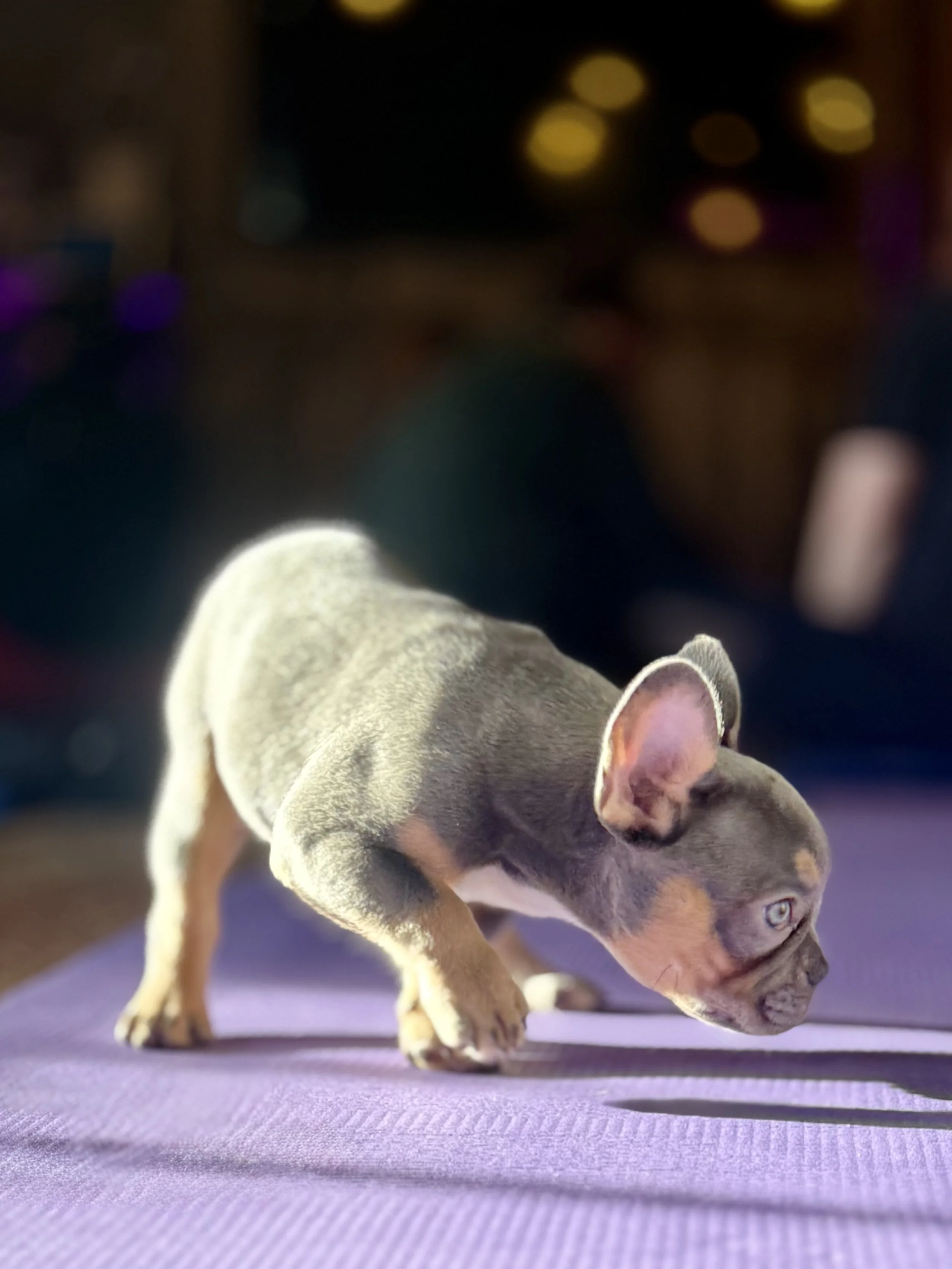 A small puppy standing on a purple yoga mat, with a dark background and blurred baubles of light. 