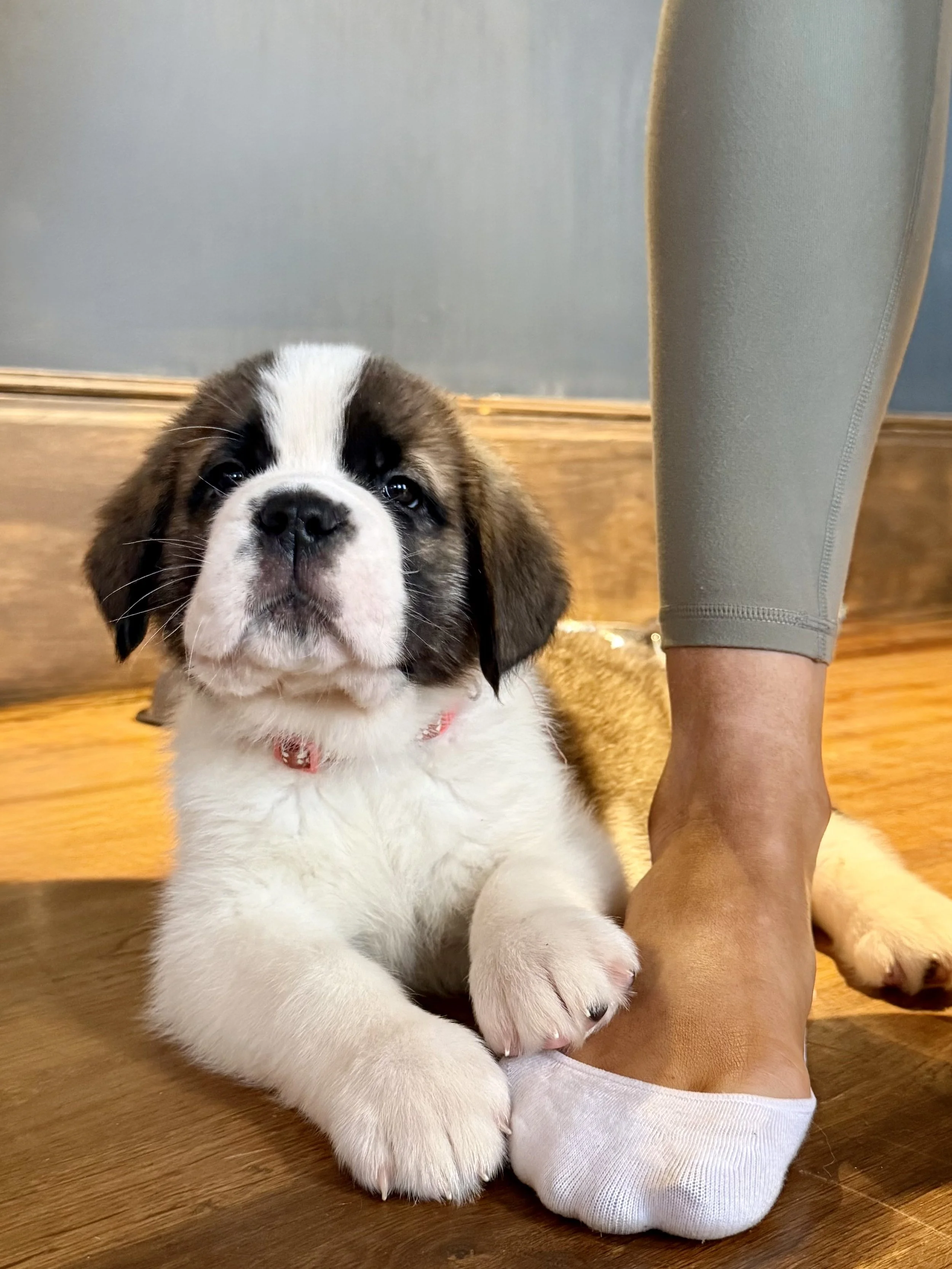 A fluffy puppy laying down