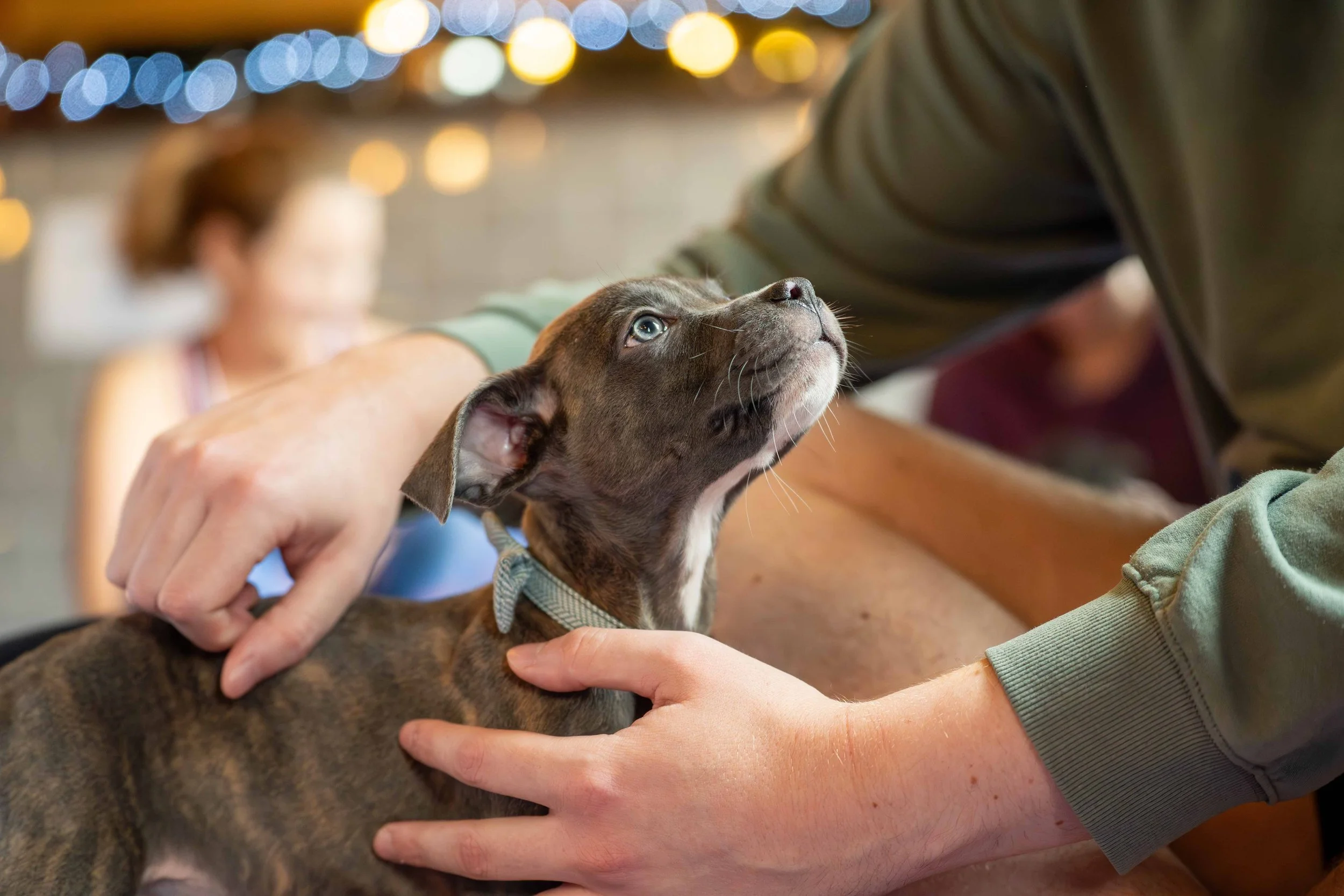 Puppy looking up with glowing lights in the background