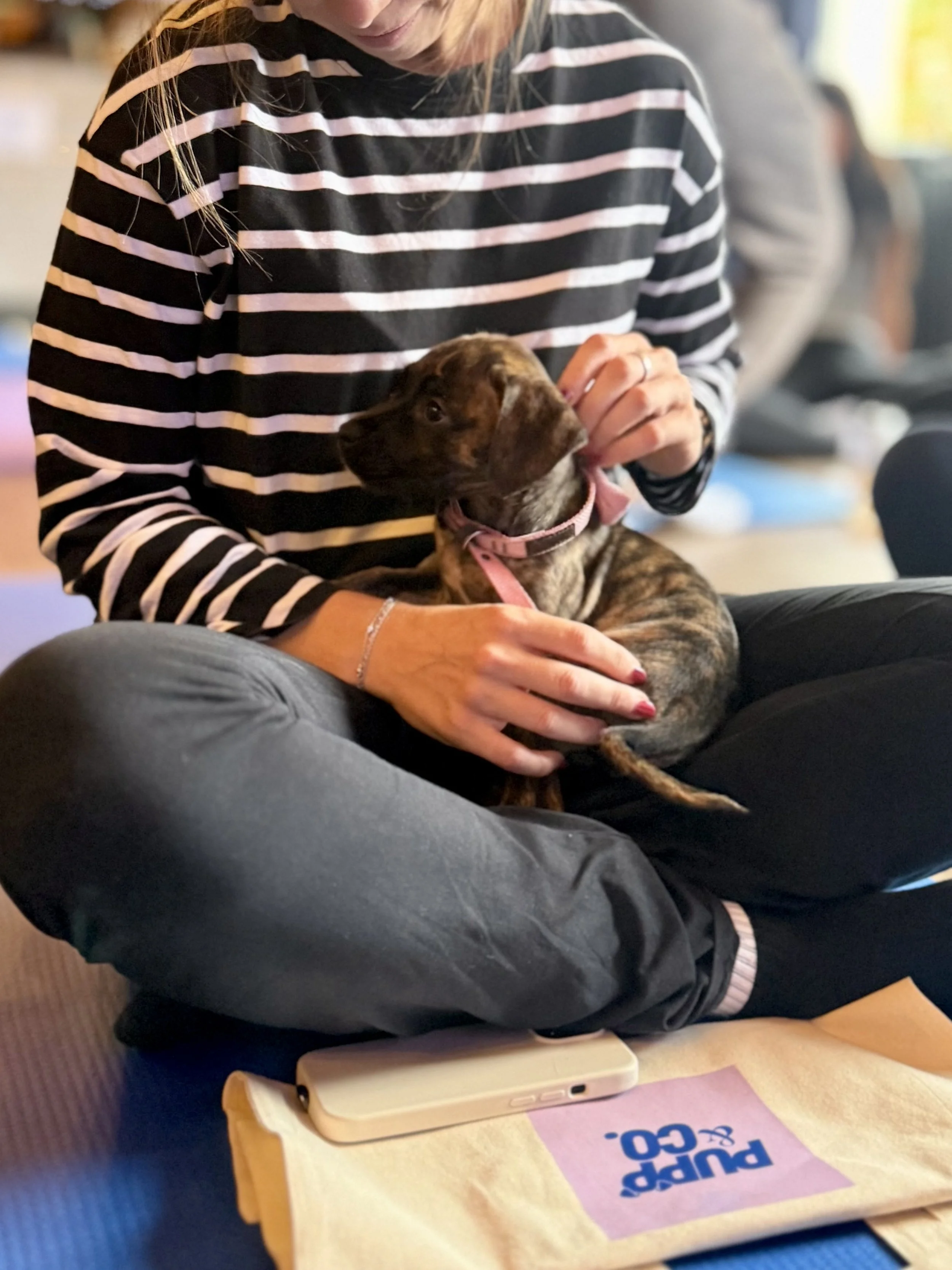 A person wearing a black and white striped long-sleeve shirt is sitting cross-legged and holding a small puppy with a pink collar. The puppy is sitting on their lap and looking to the side. 