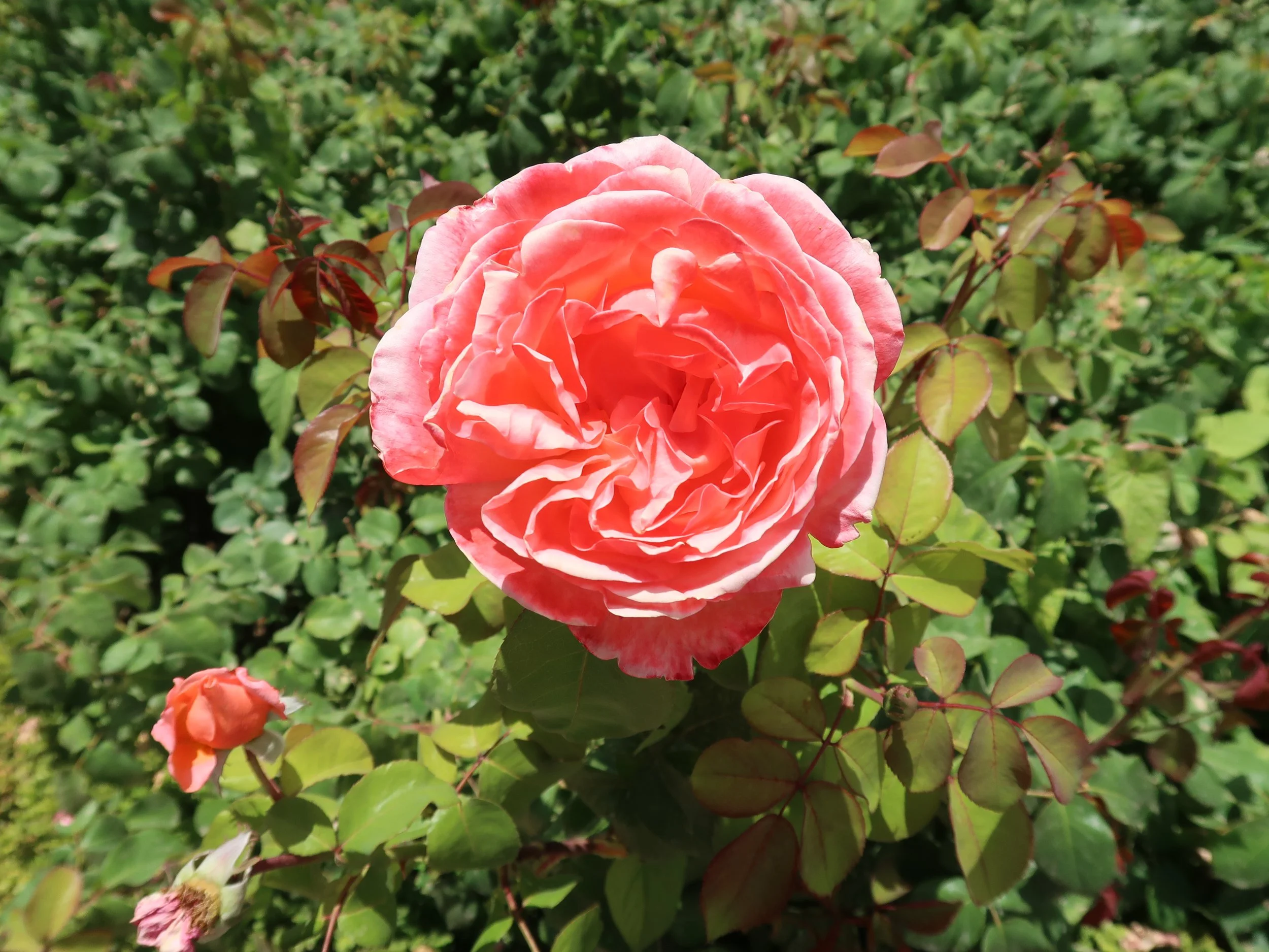 A pink-orange rose in full bloom surrounded by green leaves.