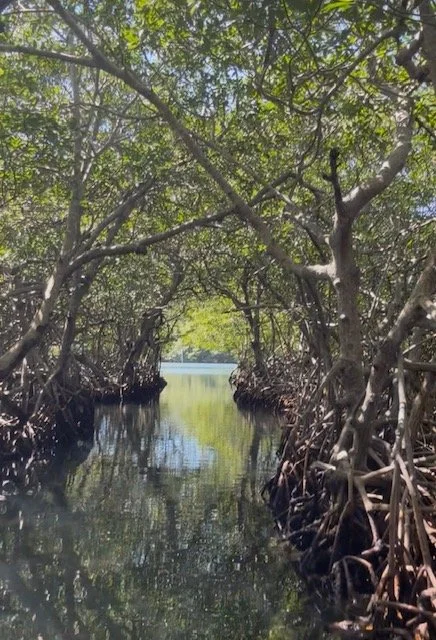 Mangrove trees forming a tunnel over a calm waterway.