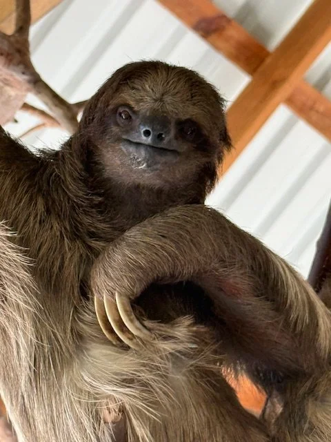 Close-up of a brown sloth hanging from a tree, with its face turned toward the camera.