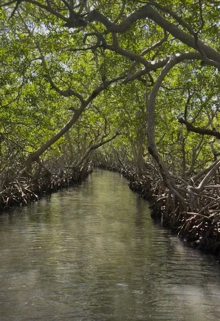 A narrow waterway in a mangrove forest with overhanging branches and roots.