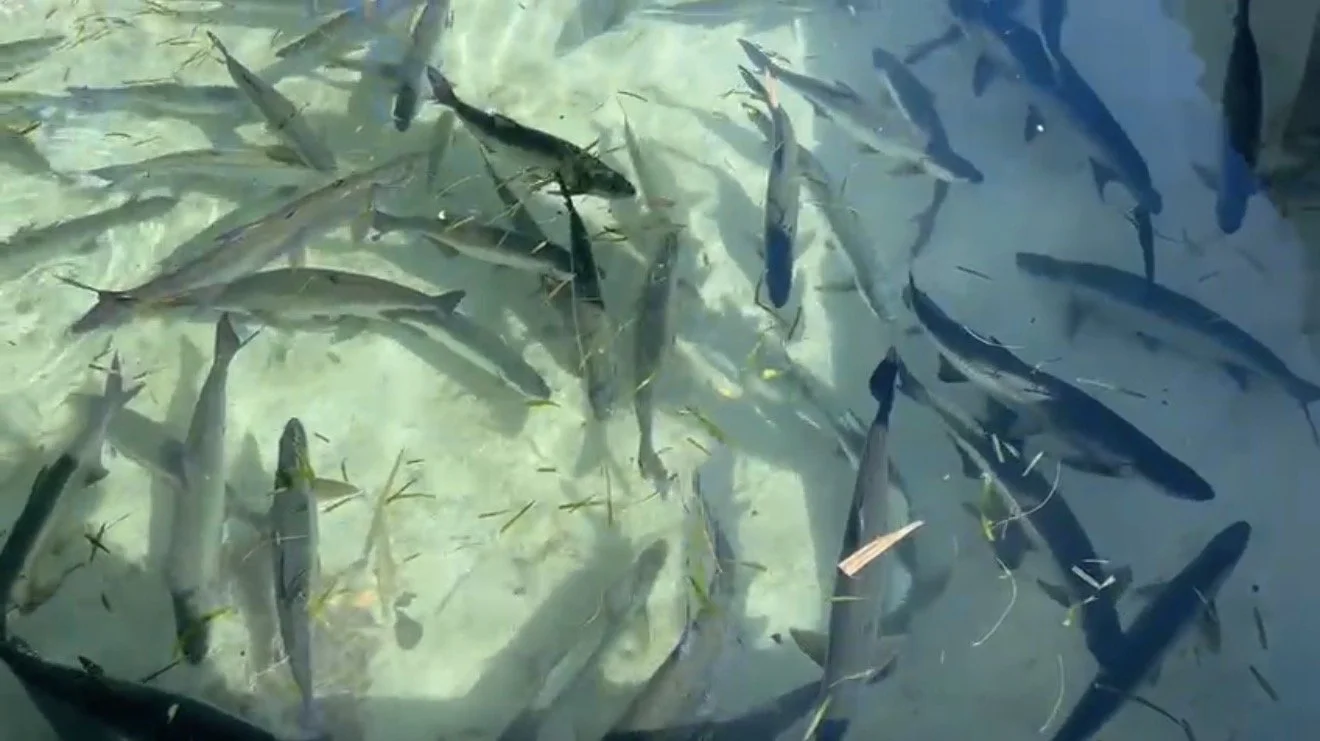 School of fish swimming in clear water.