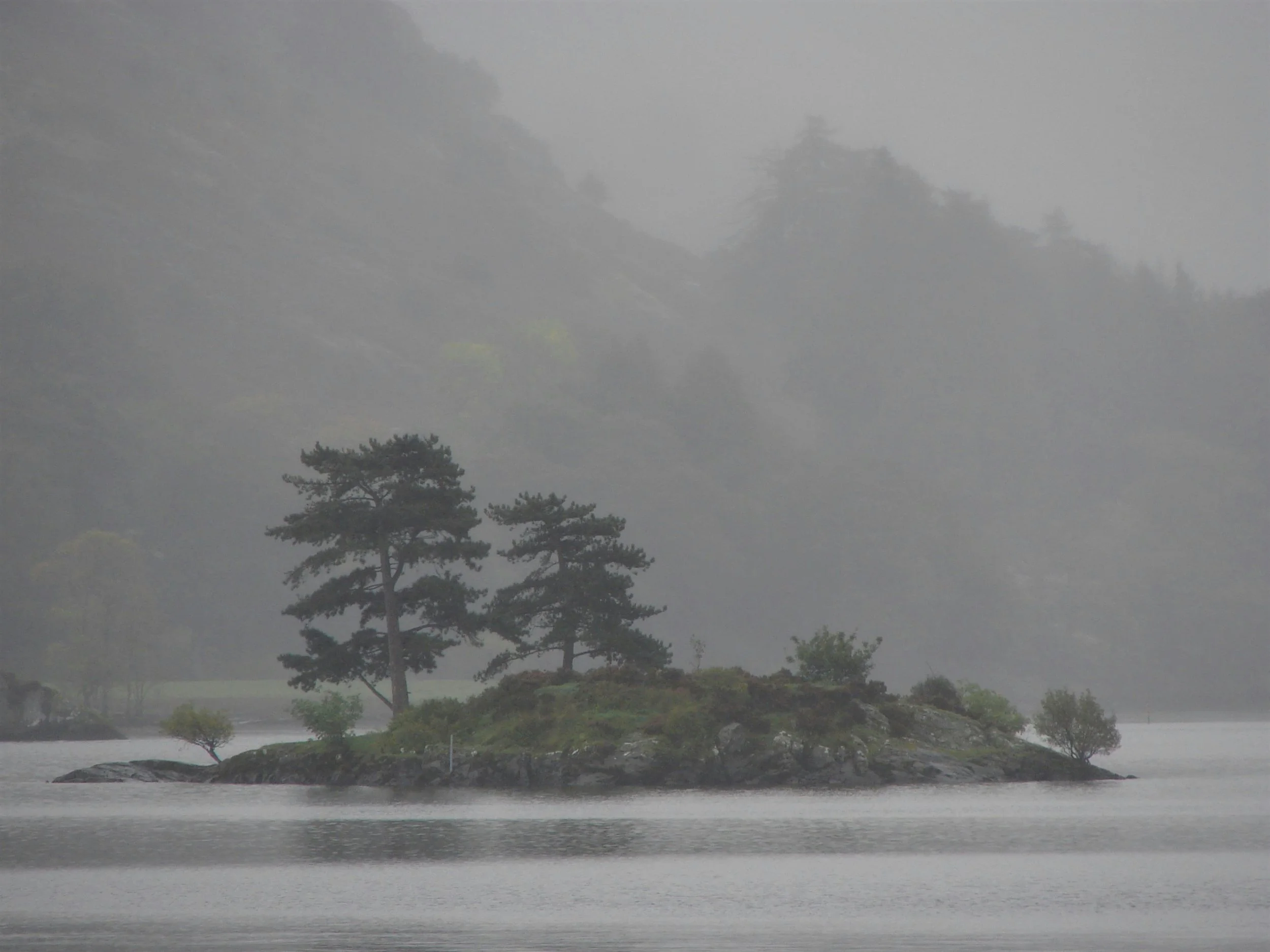 A misty landscape with several pine trees demonstrating what it feels like to be isolated by fear and anxiety.