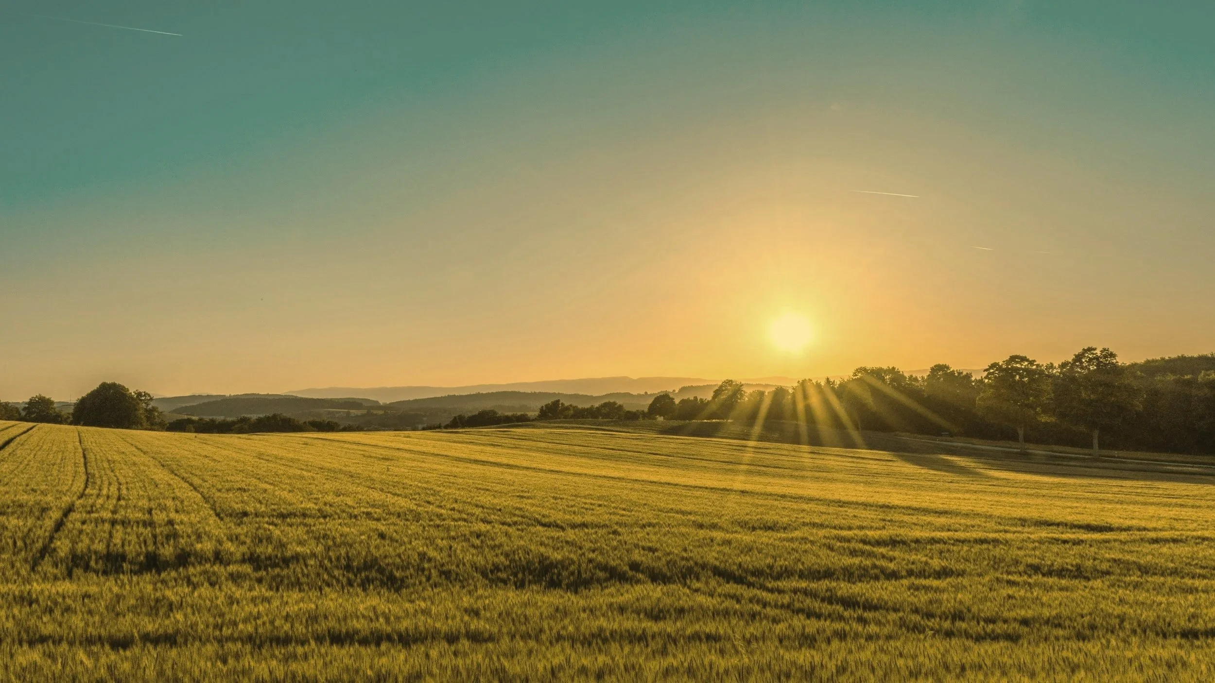 A green field with rows of crops, trees on the horizon, and the sun setting with rays extending outward, casting a warm glow over the landscape and hope you can find in spite of OCD, fear and intrusive thoughts.