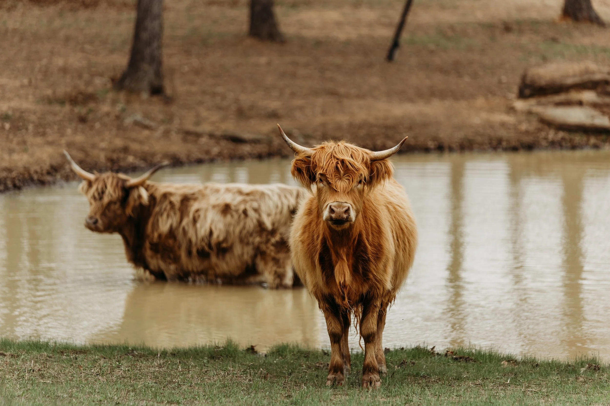 Two Highland cows near a pond, one in the foreground and one in the background, with trees and grass surrounding them.