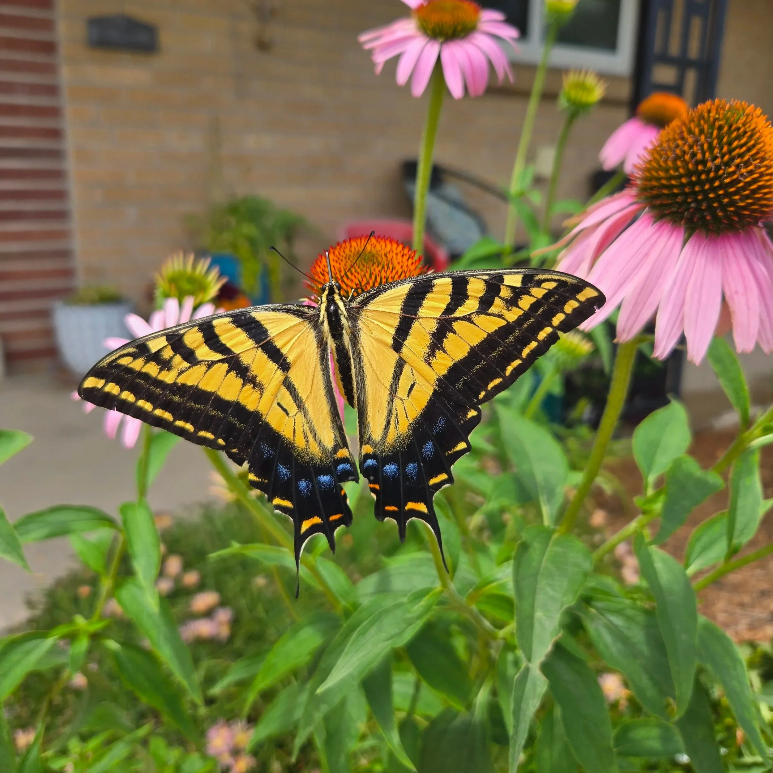Yellow and black tiger swallowtail butterfly on a pink coneflower in a garden.