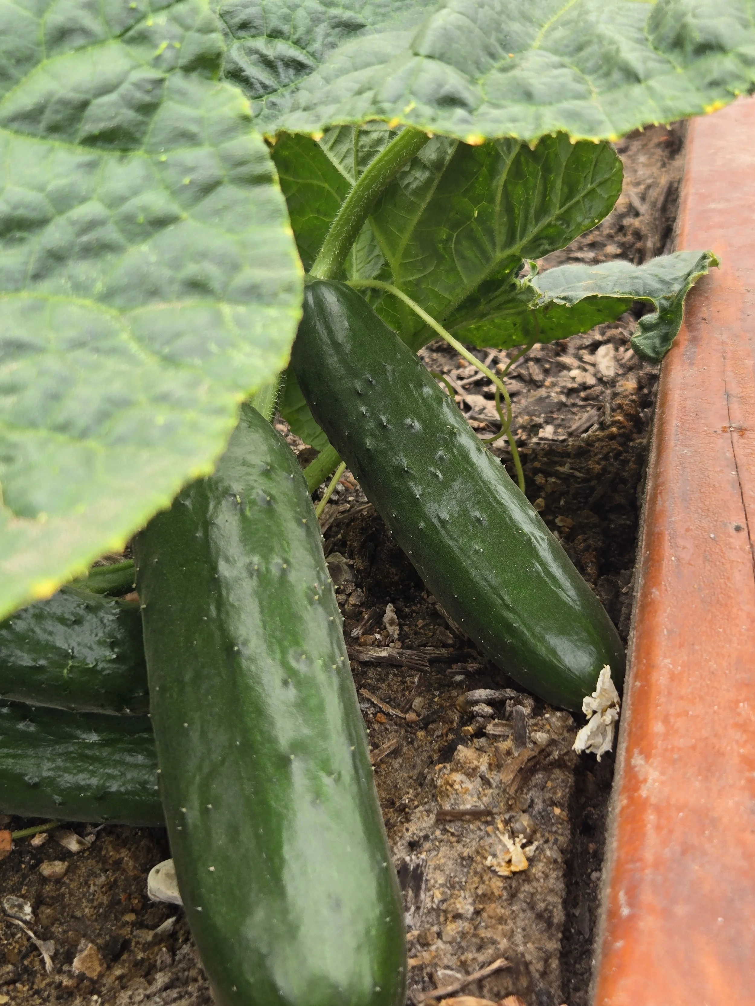 How I Use the Garden to Help My Child Self-Soothe