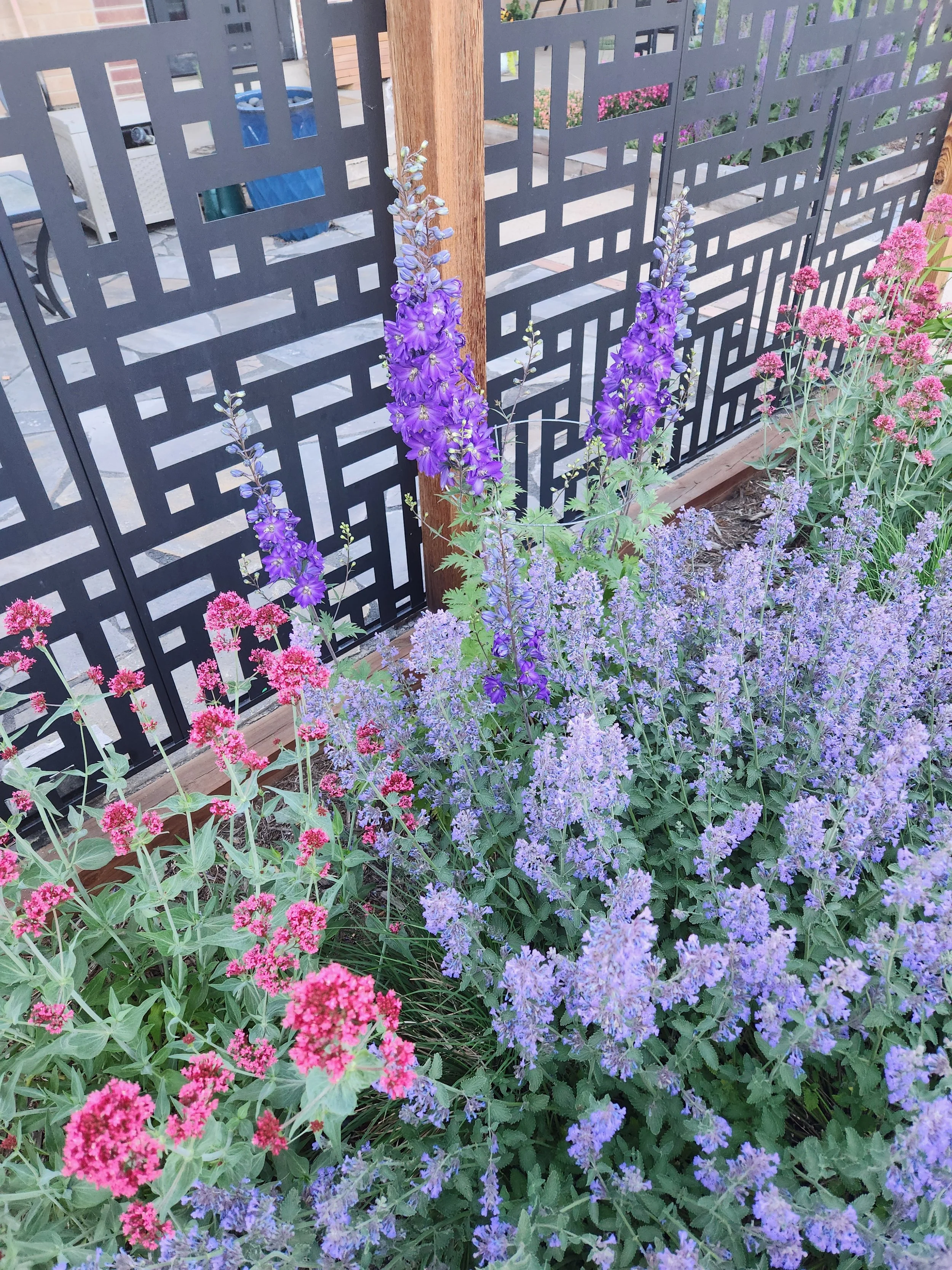 Perennial Jupiter's beard, catmint and delphinium flowers in a garden bed in front of a decorative black metal fence with wooden posts.