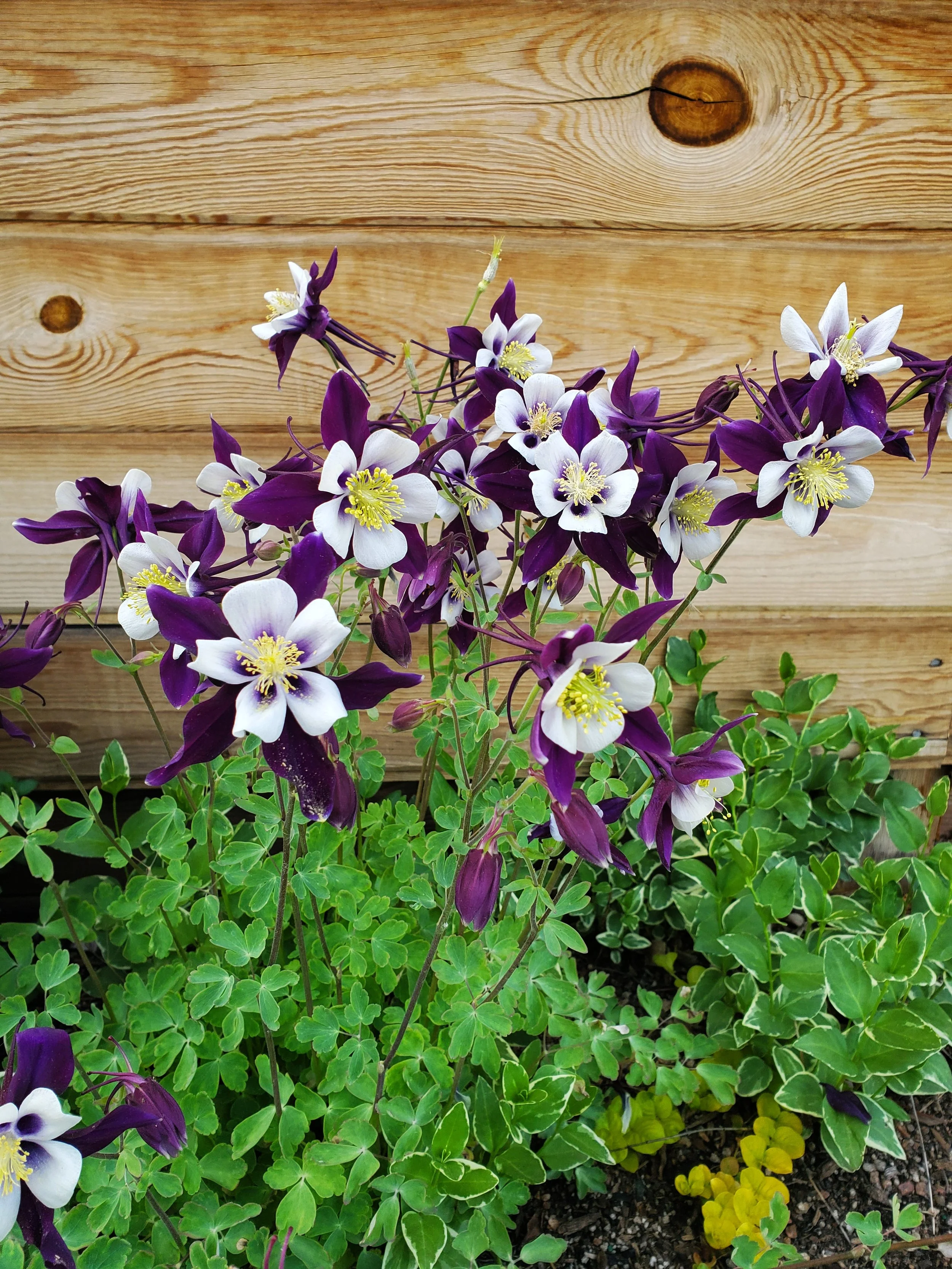 Columbine flowers growing in front of a wooden fence.