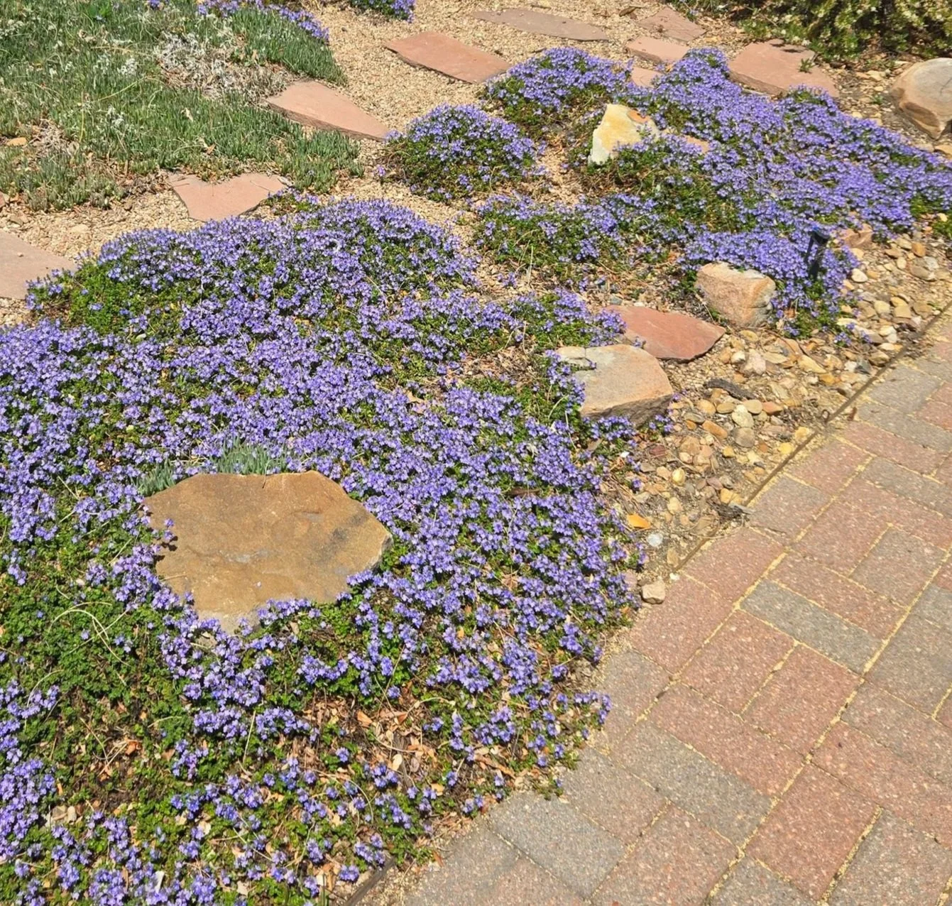 A waterwise garden bed with purple flowering thyme and rocks, bordered by a brick walkway.
