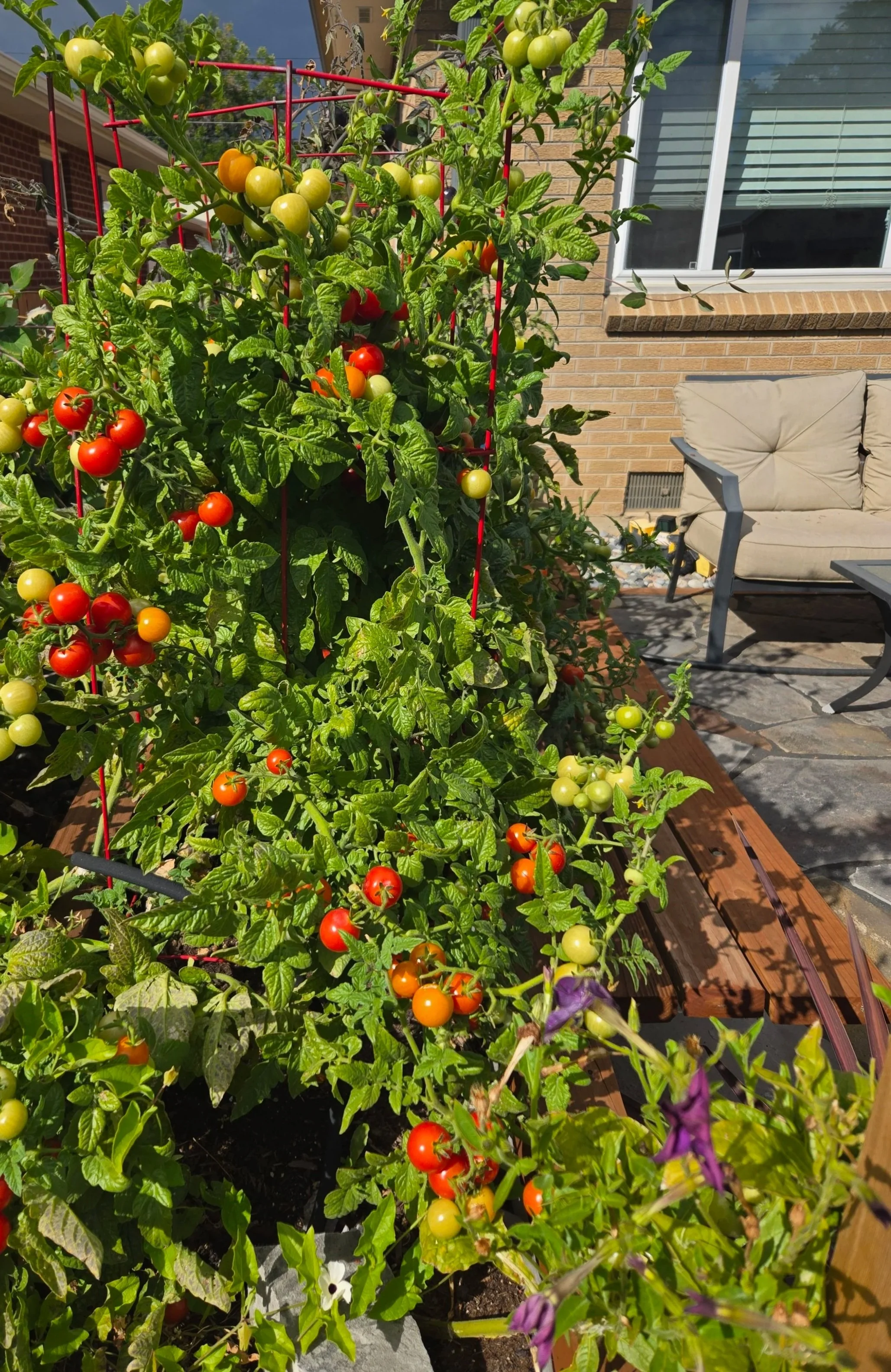 Tomato plants with green, yellow, orange, and red ripe and unripe tomatoes growing in a garden bed on a sunny day.