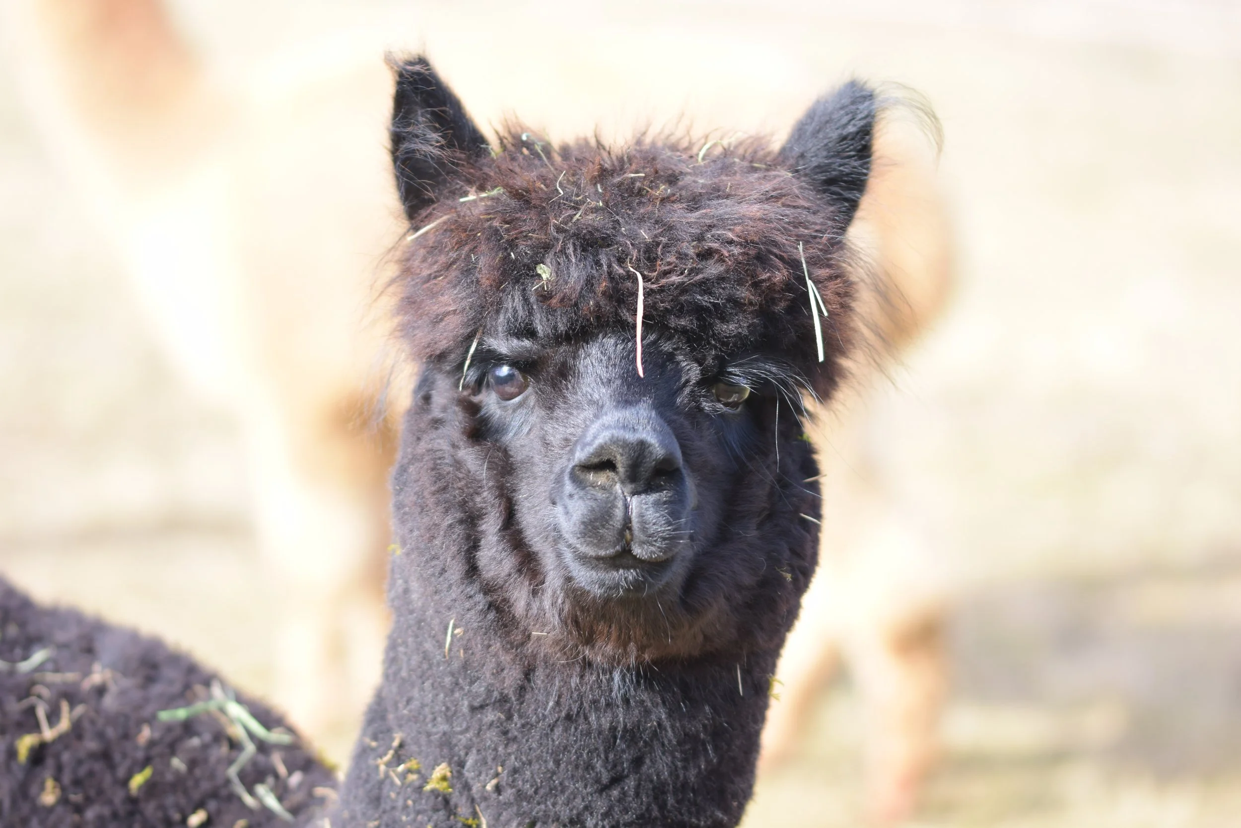 Ein schwarzes Alpaka mit Fell auf dem Kopf, das im Freien steht.