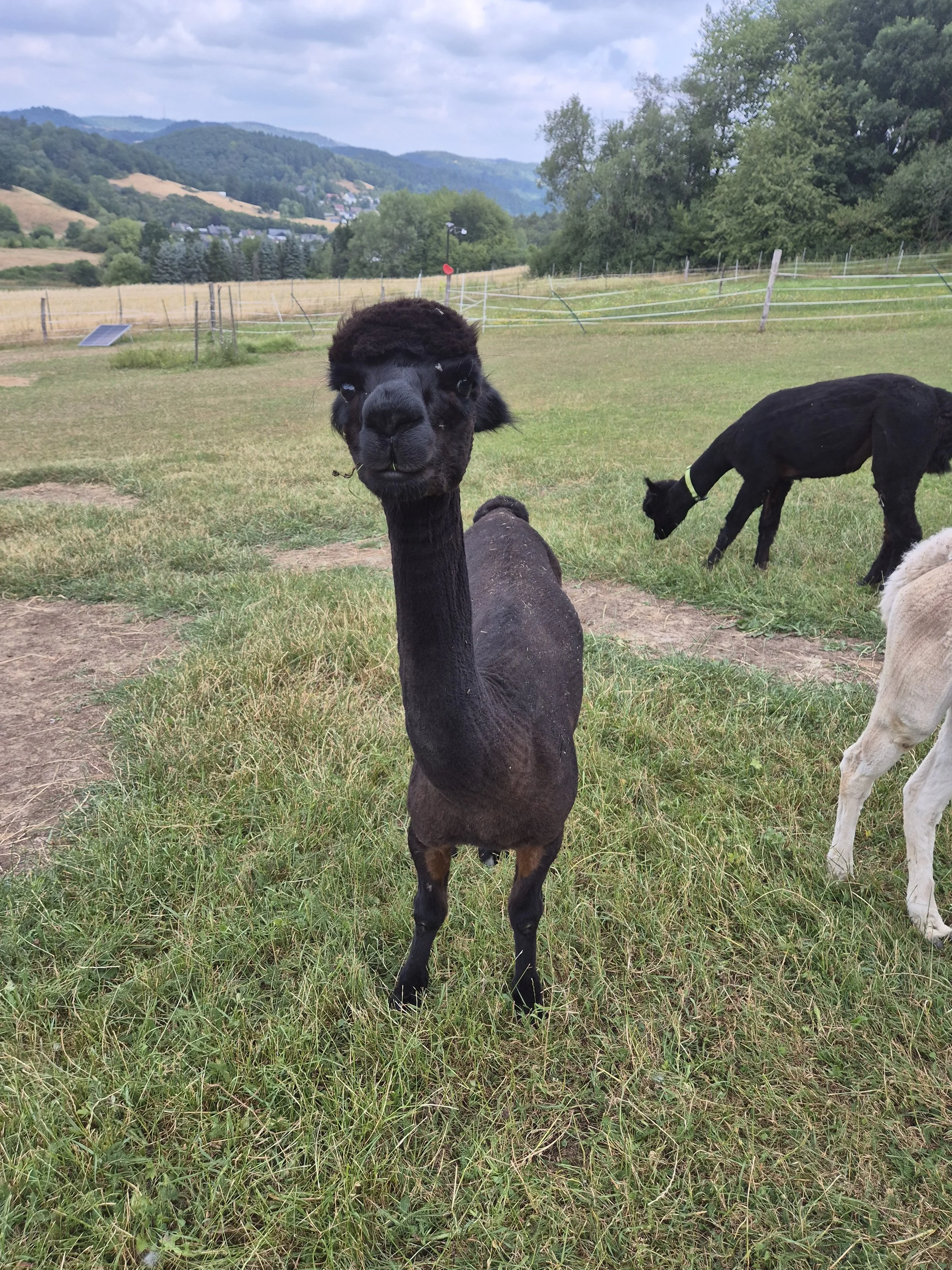 Peeytou, ein schwarzes weibliches Alpaka der Siegbacher Alpakas, steht auf einer grünen Weide mit Blick über die Landschaft rund um Siegbach.