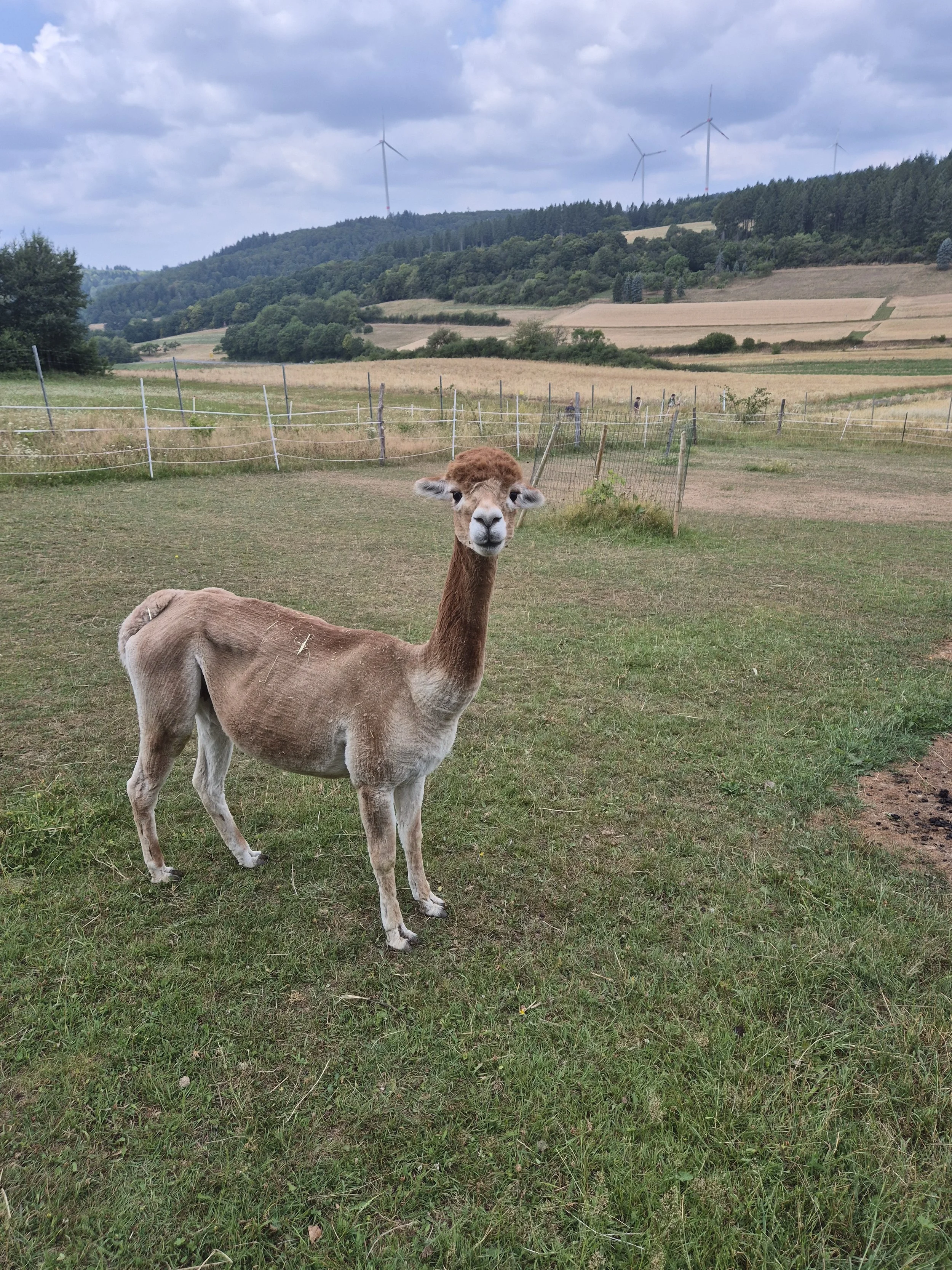 Shoshoni, ein weibliches Alpaka der Siegbacher Alpakas, steht auf einer Weide mit Blick über die Landschaft rund um Siegbach.