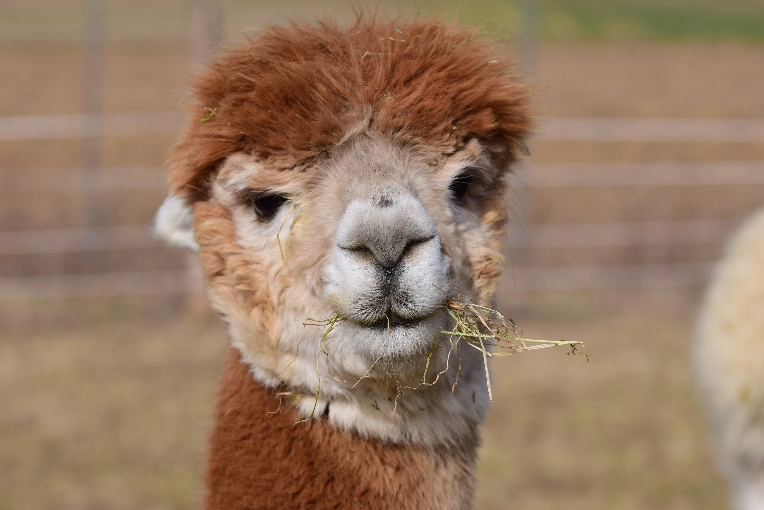 Nahaufnahme eines Lamas, das Gras im Maul hält.