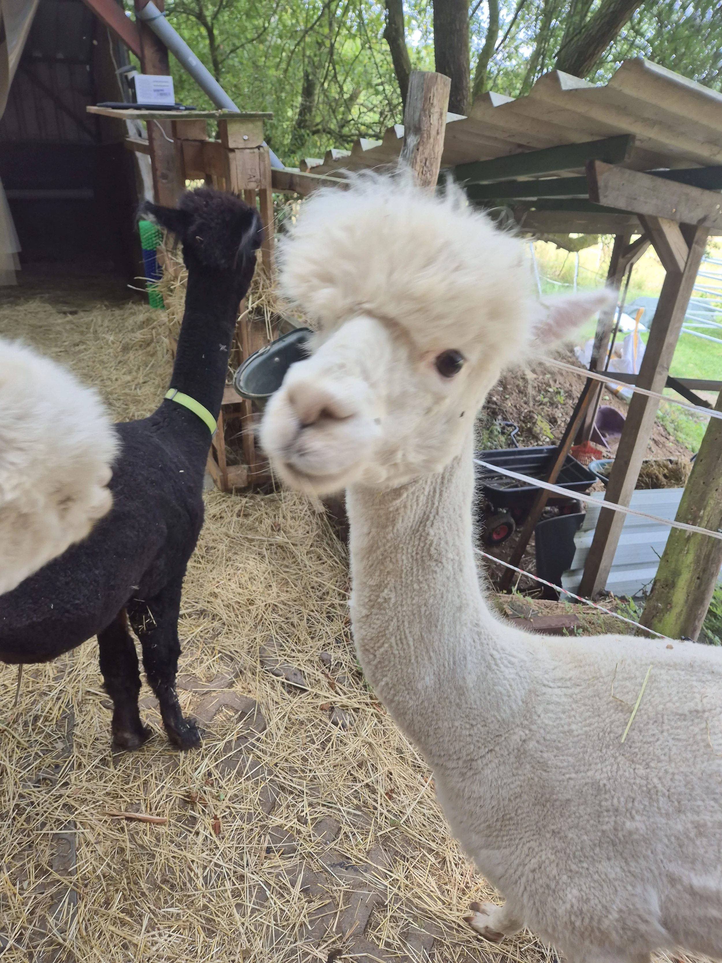 Die weiblichen Alpakas Talkeetna und Aranoui der Siegbacher Alpakas begrüßen sich neugierig auf dem Paddock.
