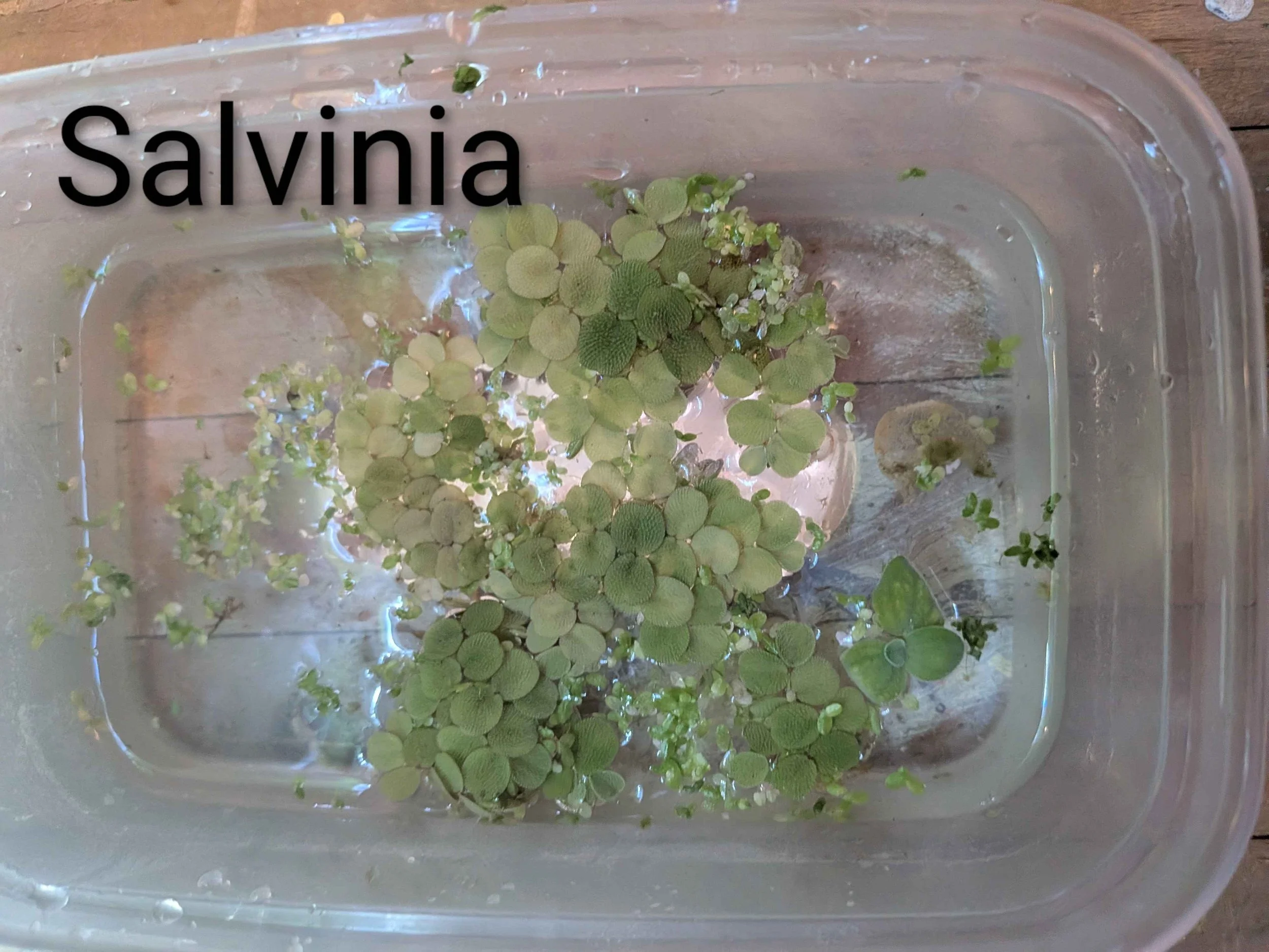 Pritchards Aquatics - Salvinia