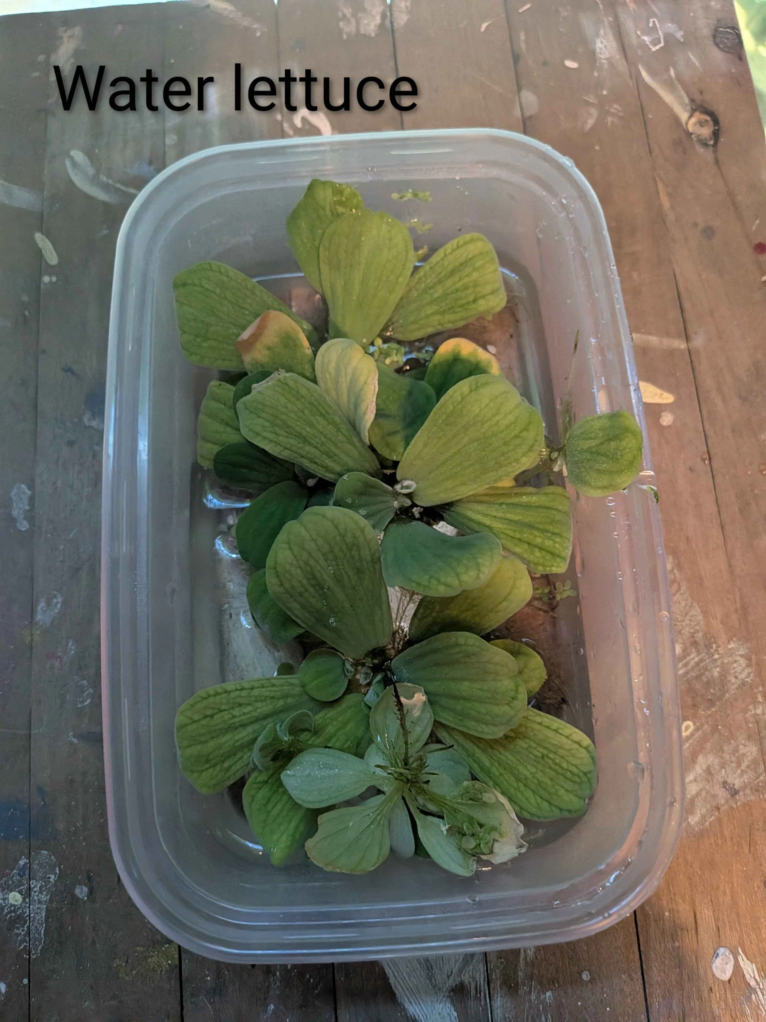 Pritchards Aquatics - Dwarf Water Lettuce