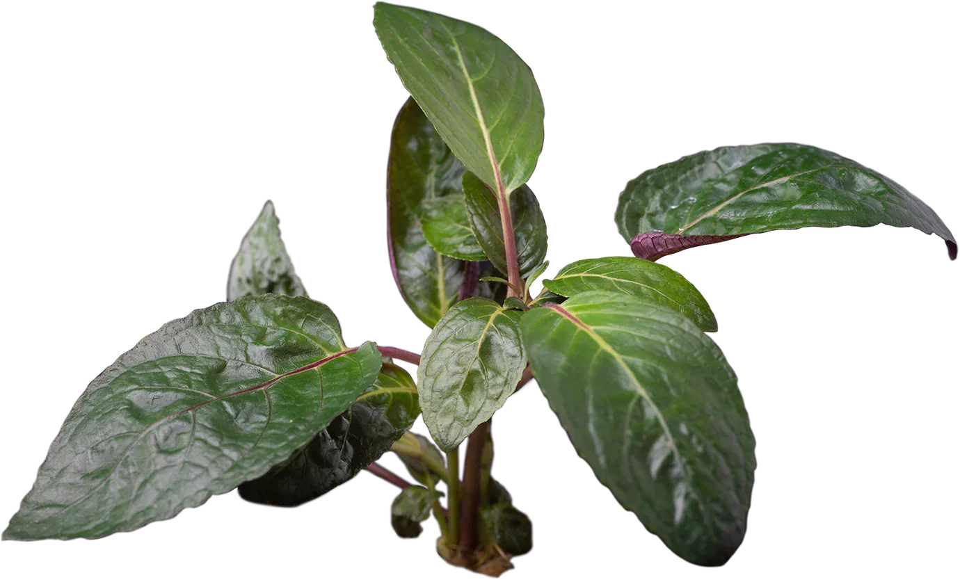 Pritchards Aquatics - Hemigraphis Colorata