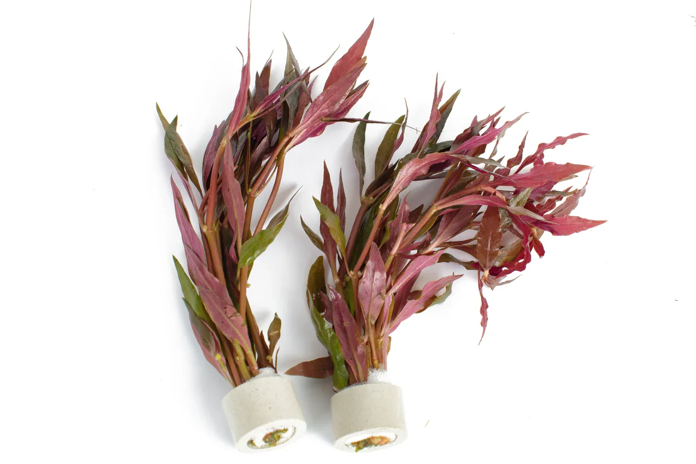 Pritchards Aquatics - Alternananthera Reineckii