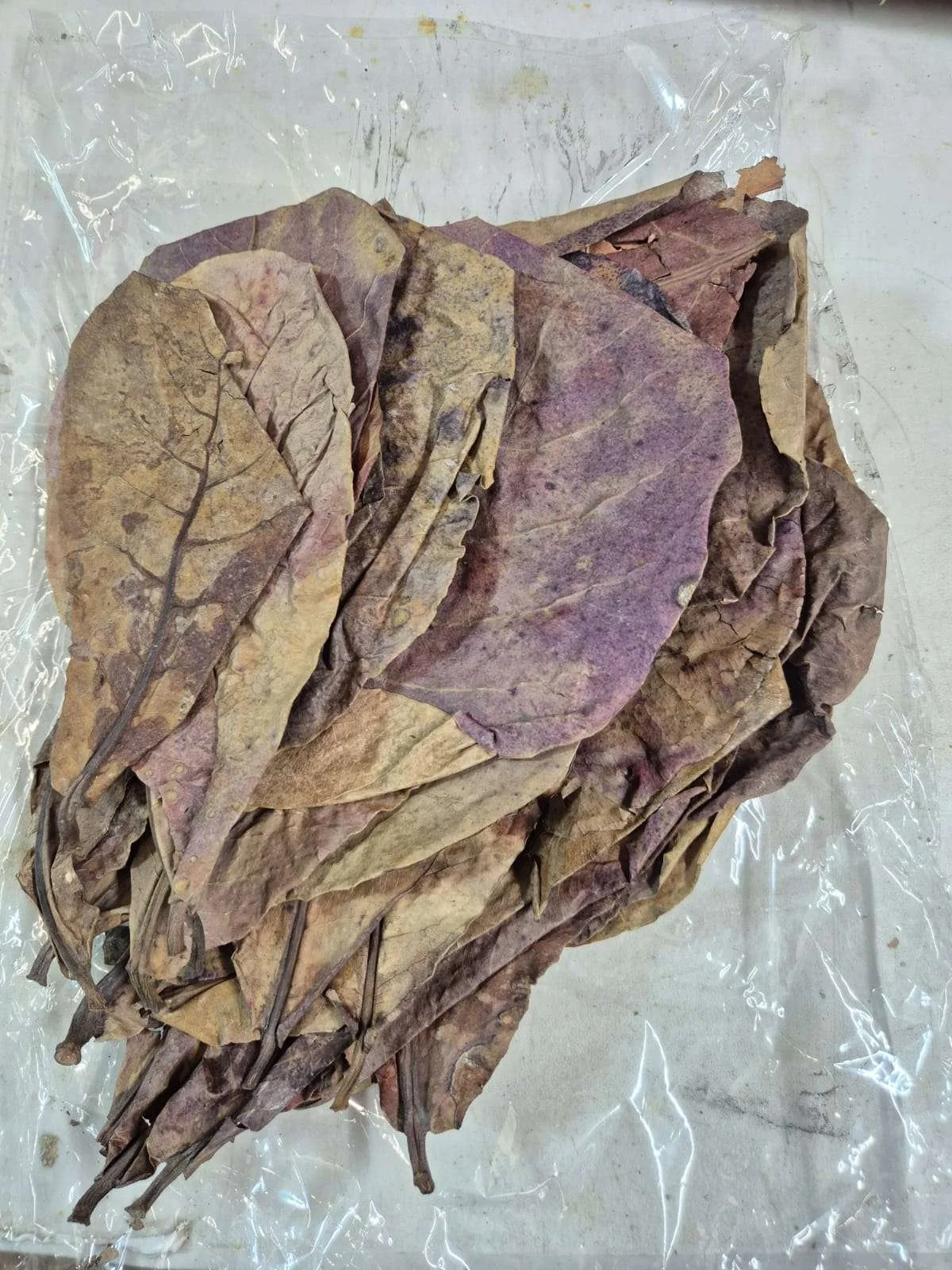 Garage Aquatics - Indian Almond Leaves (25)