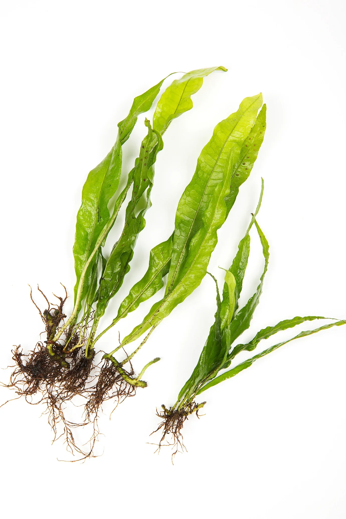 Pritchards Aquatics - Java Fern