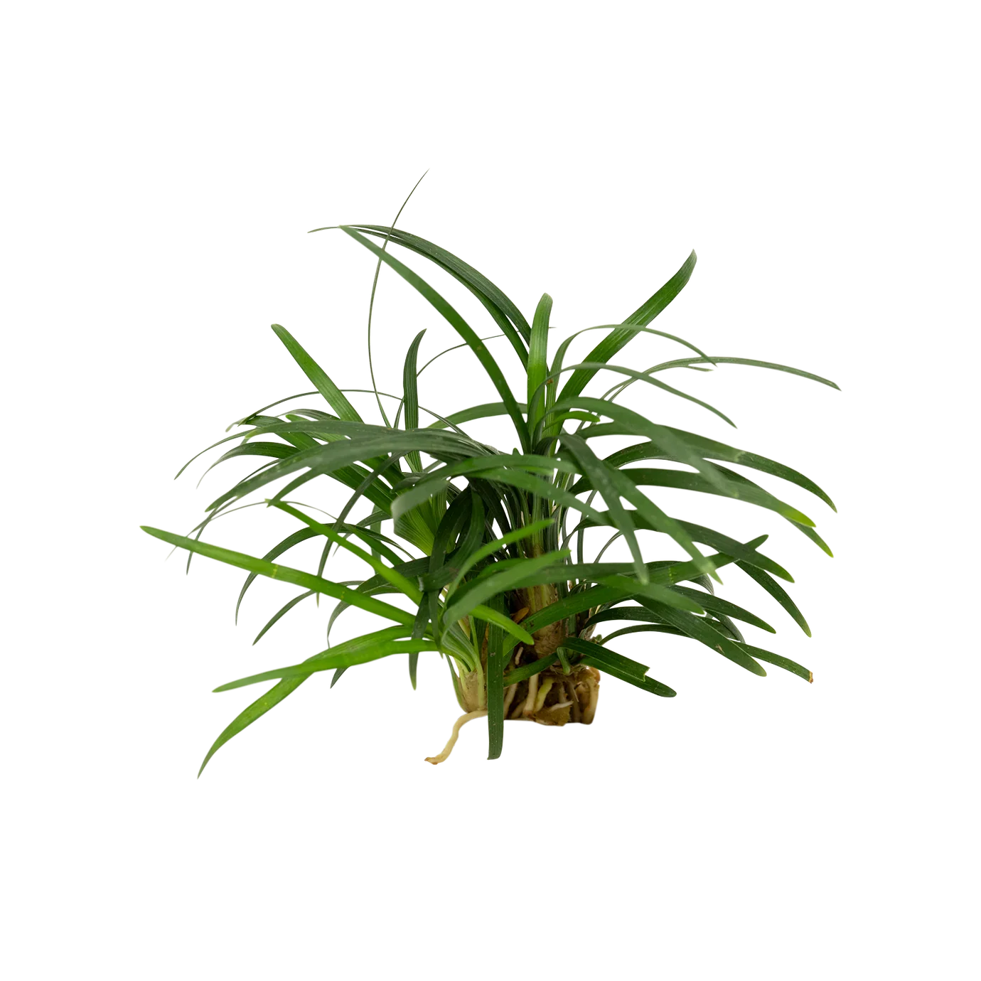 Pritchards Aquatics - Ophiopogon Japonica Kyoto
