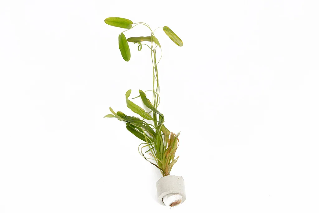 Pritchards Aquatics - Aponogeton natanas