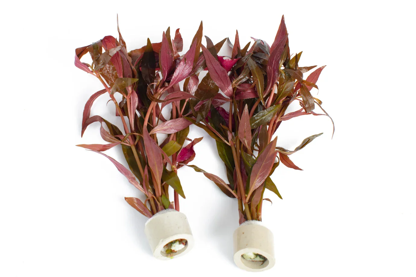 Pritchards Aquatics - Althernanthera cardinalis