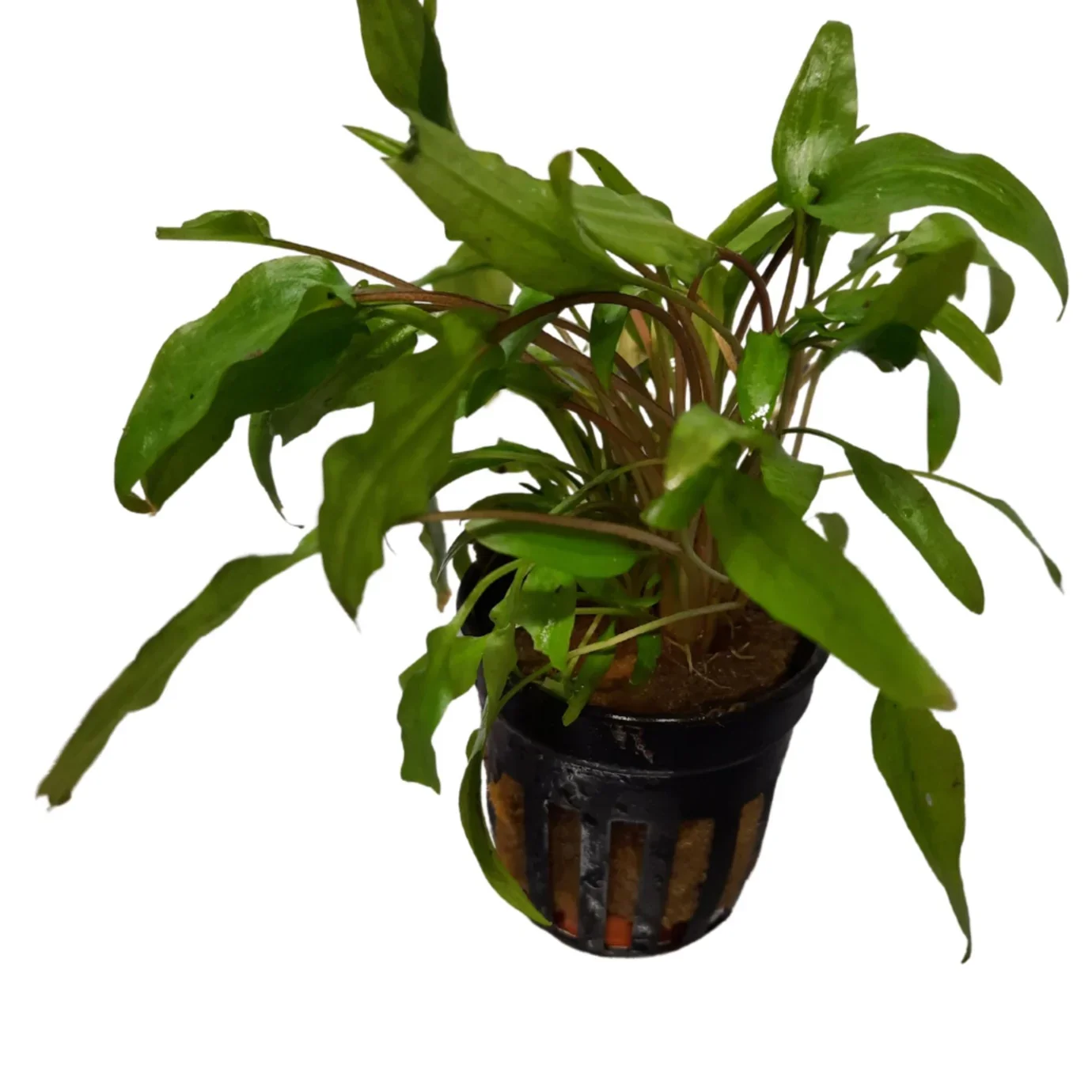 Pritchards Aquatics - Cryptocoryne Wendtii Green