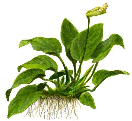 Pritchards Aquatics - Anubias Barteri Nana