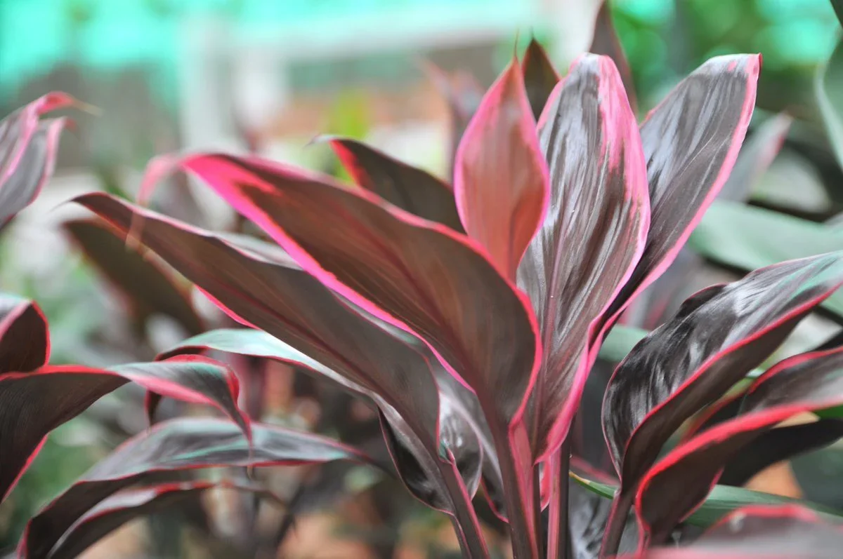 Pritchards Aquatics - Cordyline Red edge