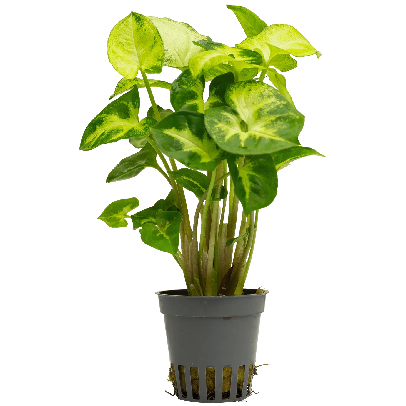 Pritchards Aquatics - Syngonium White butterfly