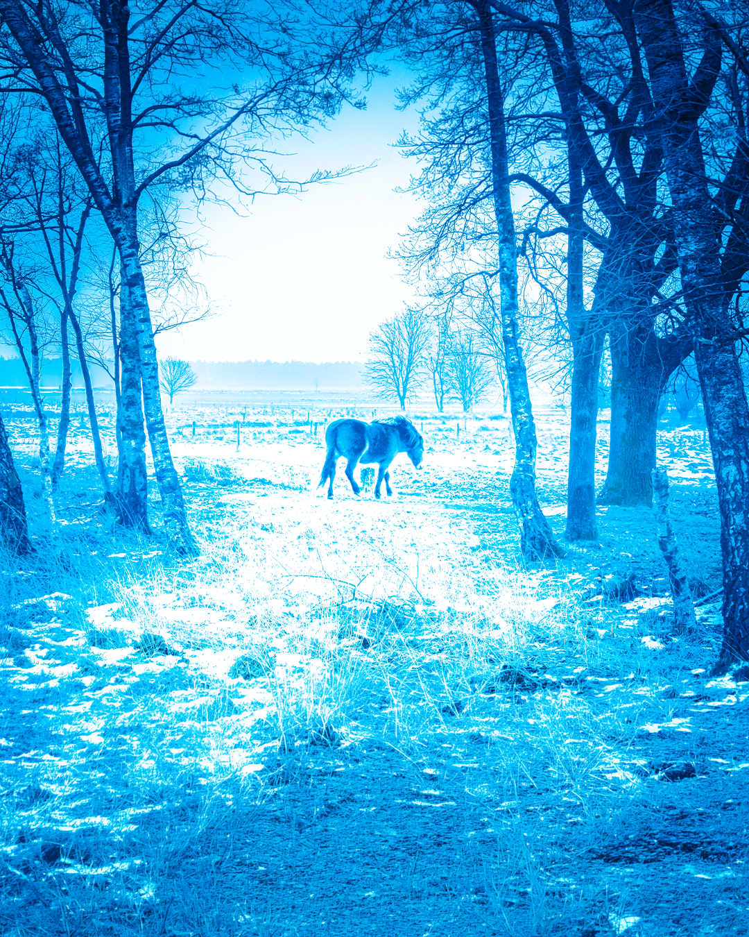 Foto : blauw paard.png