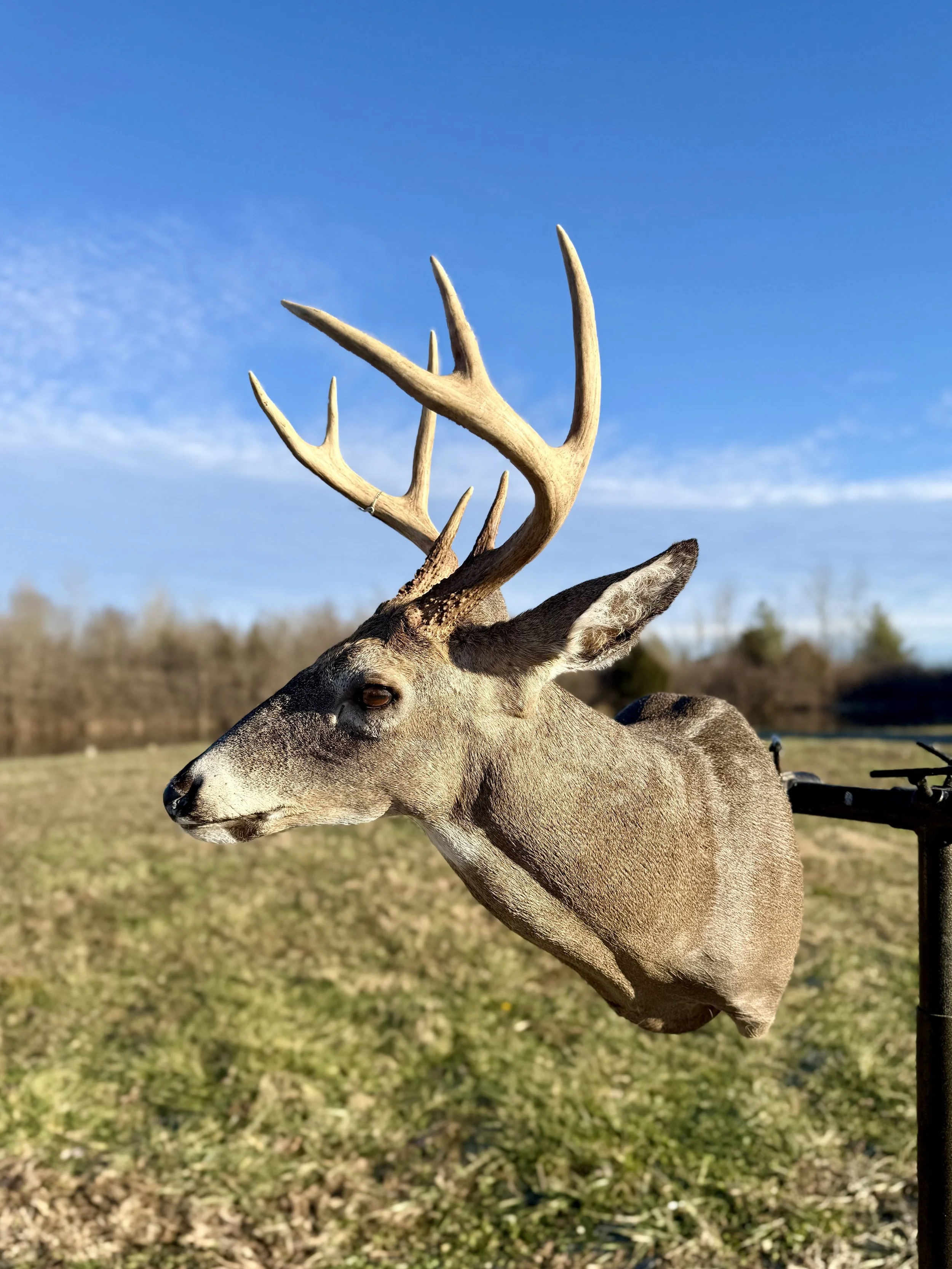 Deer head mounted as a trophy on a wall, with antlers visible against a blue sky with some clouds.