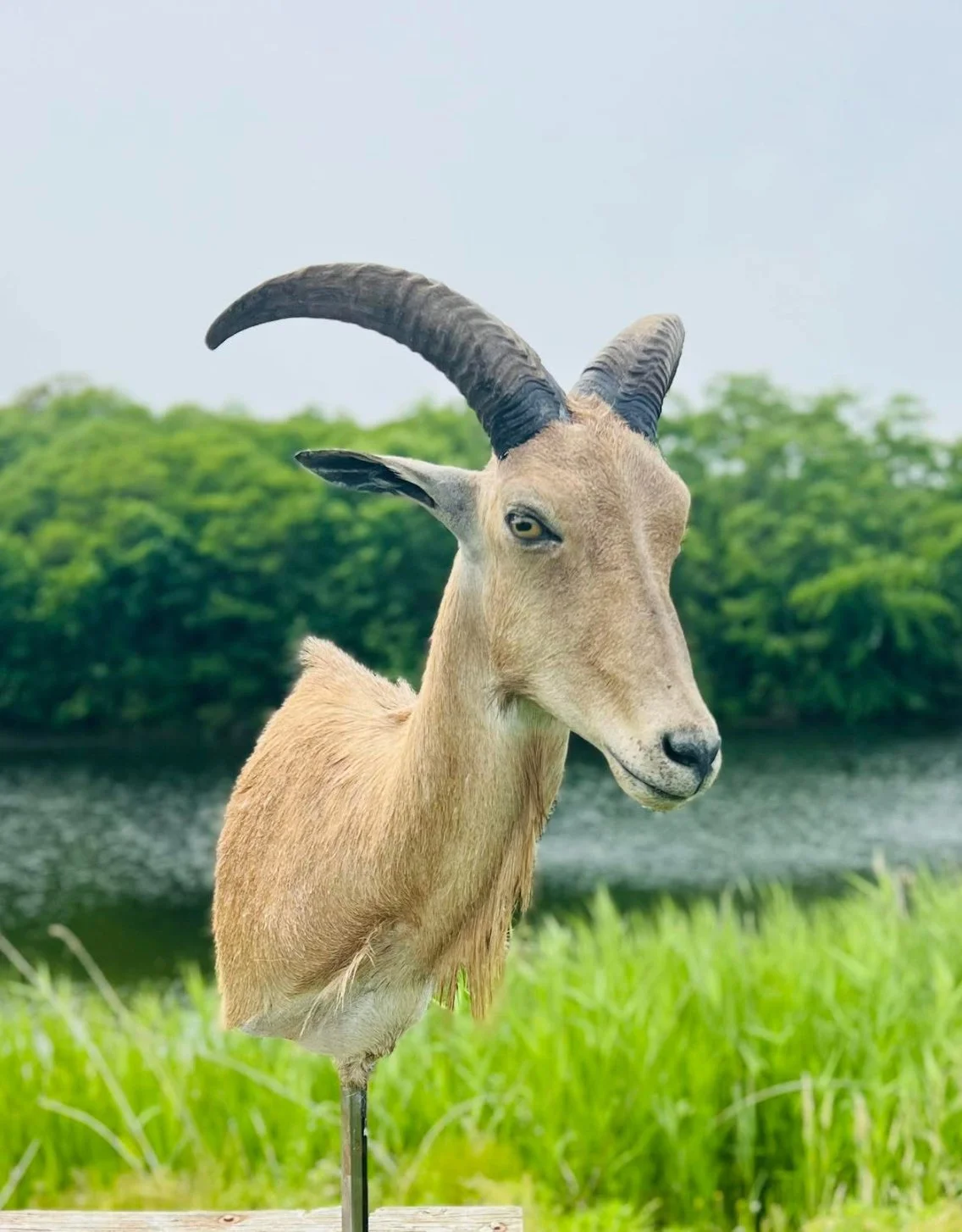 A taxidermy mount of an antelope with curved horns, set outdoors with greenery and a body of water in the background.