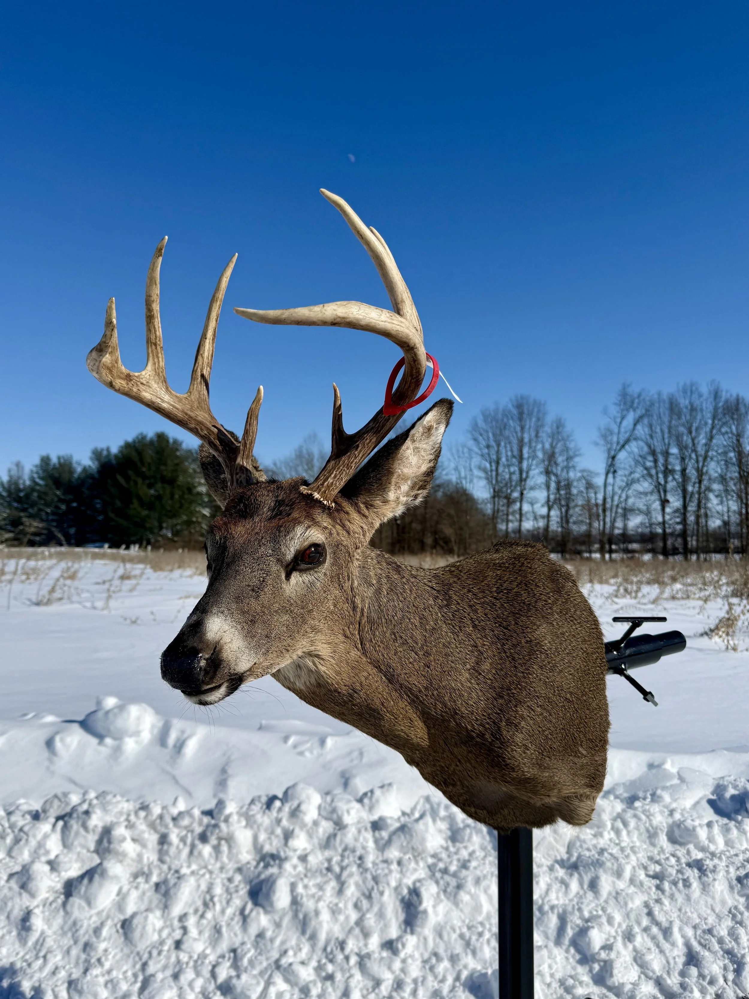 Deer mount with antlers on a snowy landscape under a blue sky.