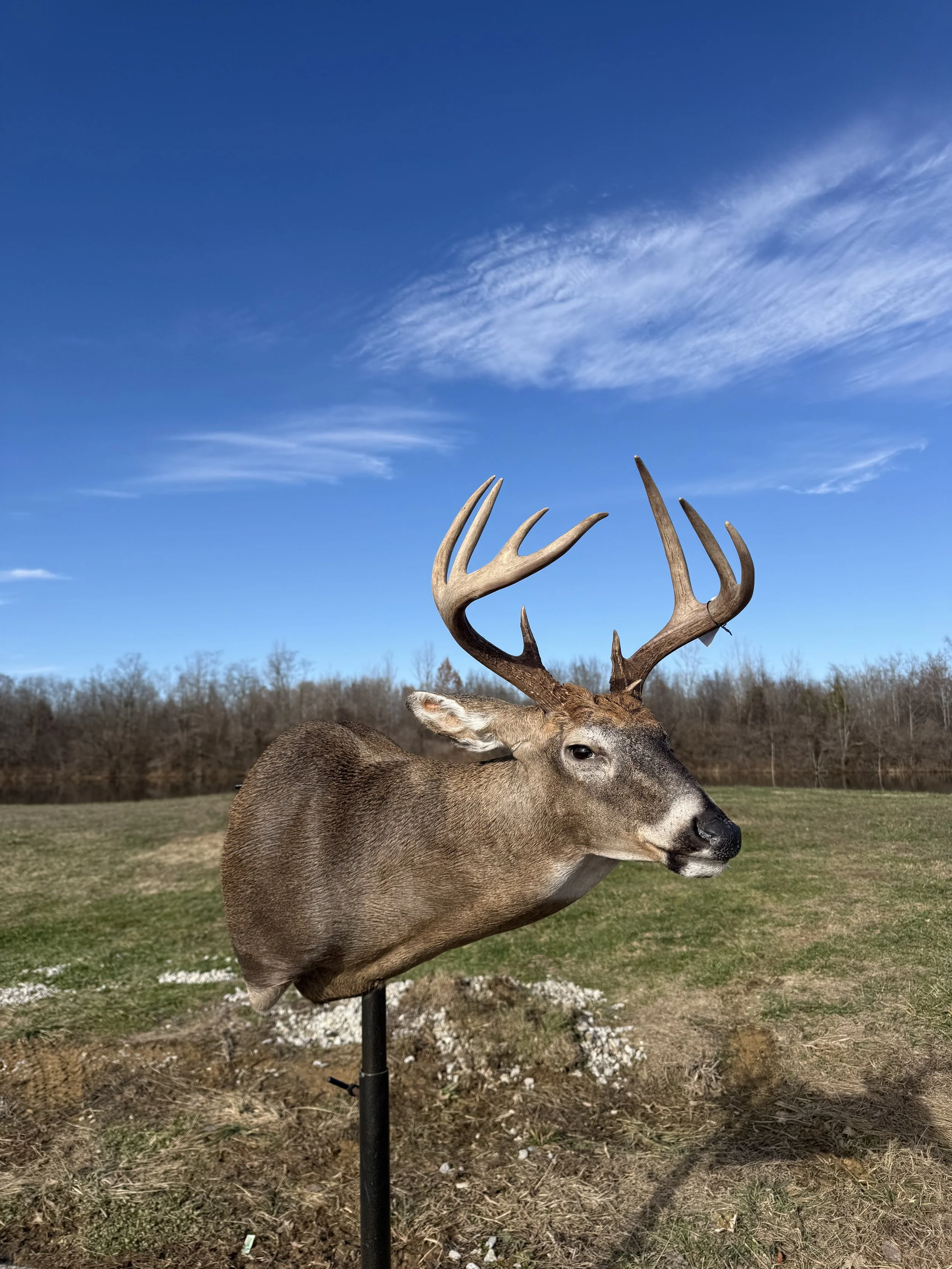 Deer mounted on a display stand outdoors under a blue sky with clouds.