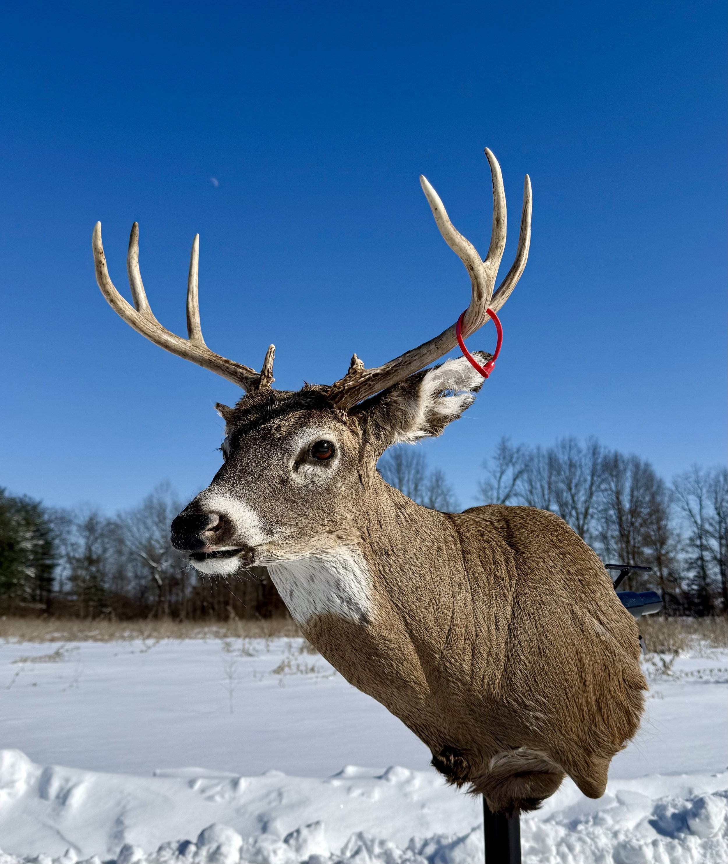 Deer mounted on a pole outdoors in a snowy landscape with blue sky and leafless trees in the background.