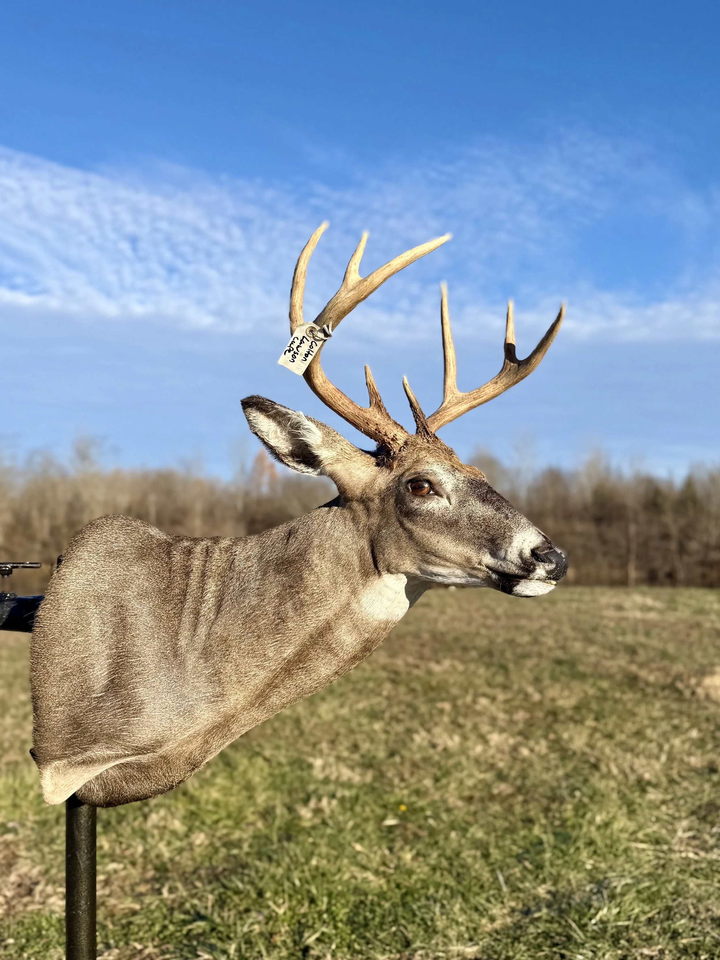Deer head mount with antlers on a black stand outdoors on grass with trees and a blue sky in the background.
