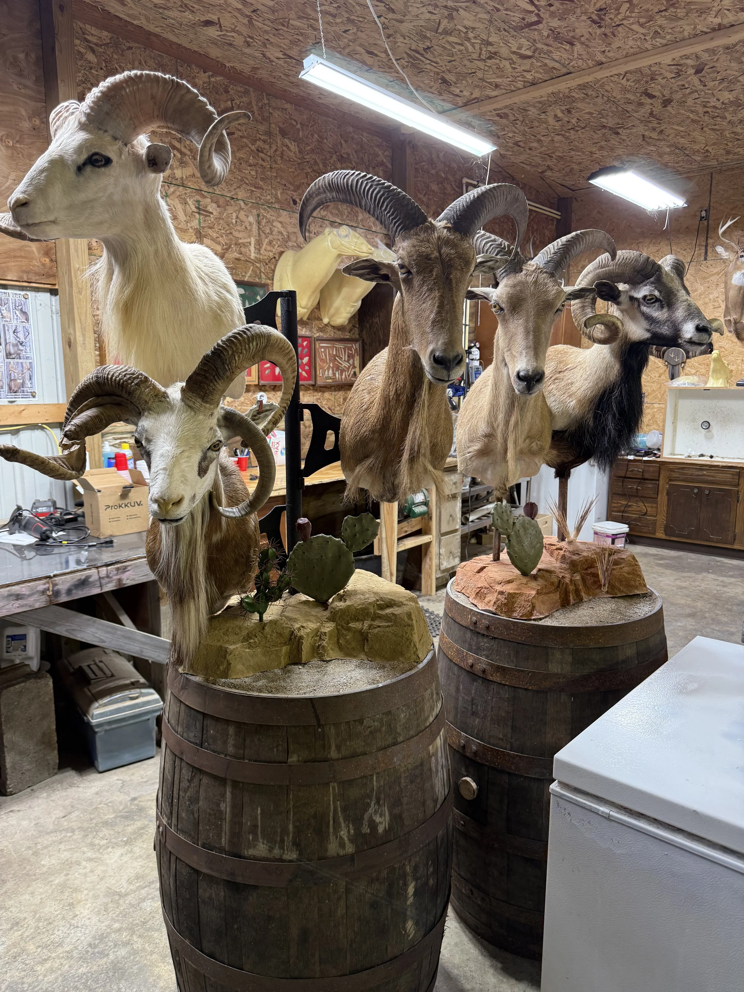 Taxidermy display of five mounted mountain goats with large curved horns on wooden barrels in a workshop with wooden walls and ceiling.